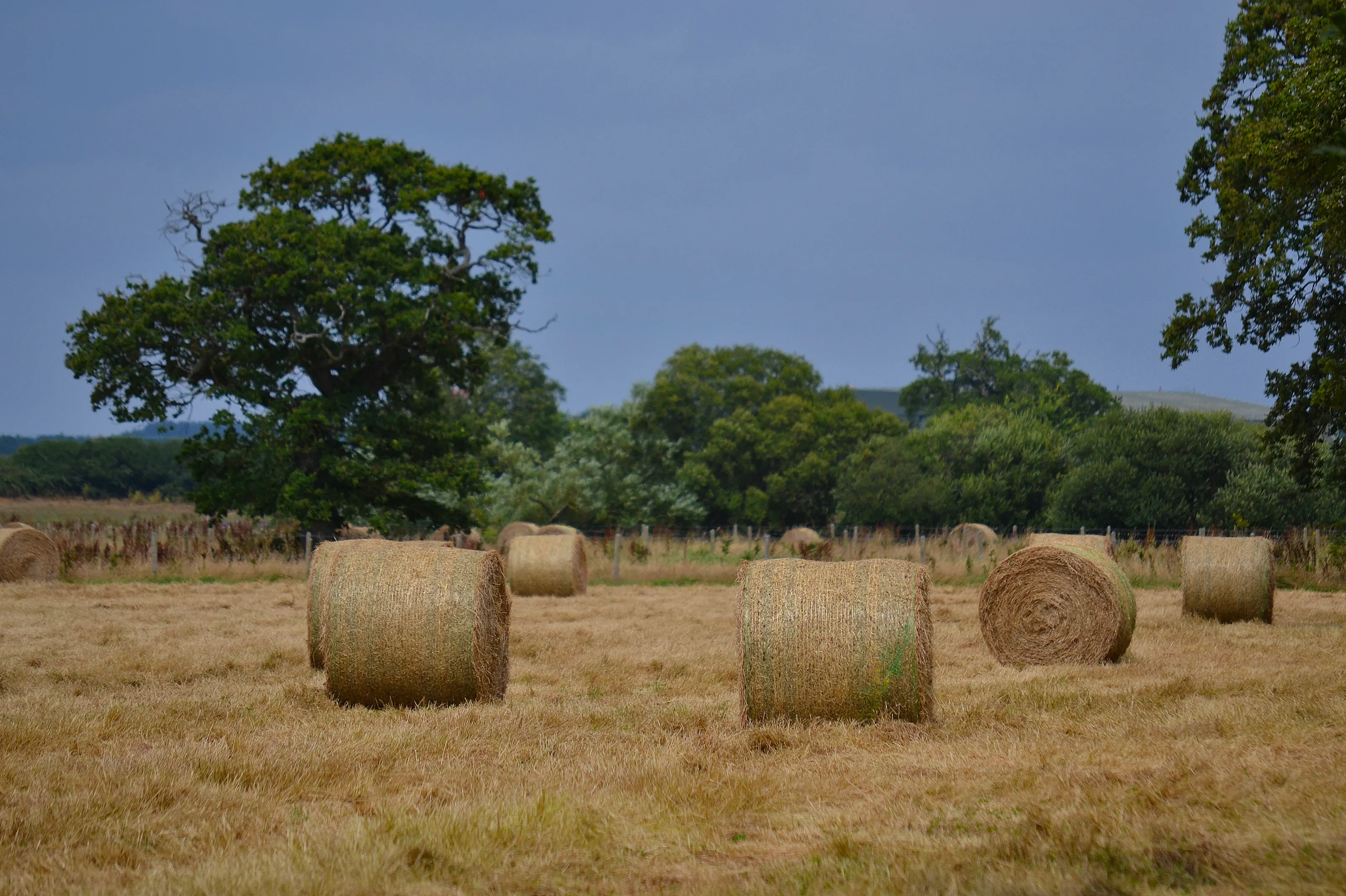 Hay bales