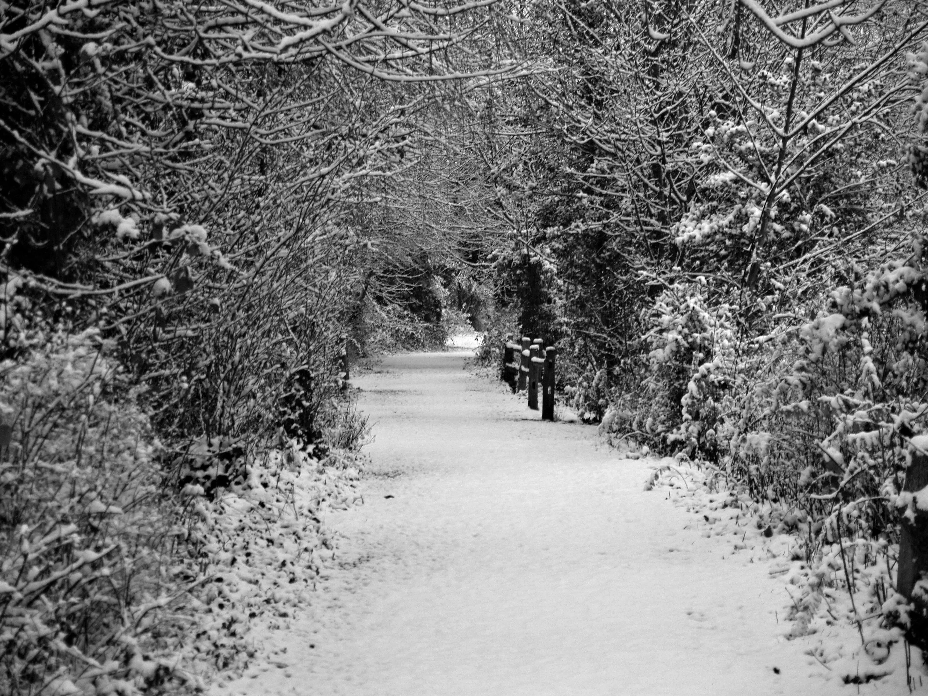 First Snow on Christmas