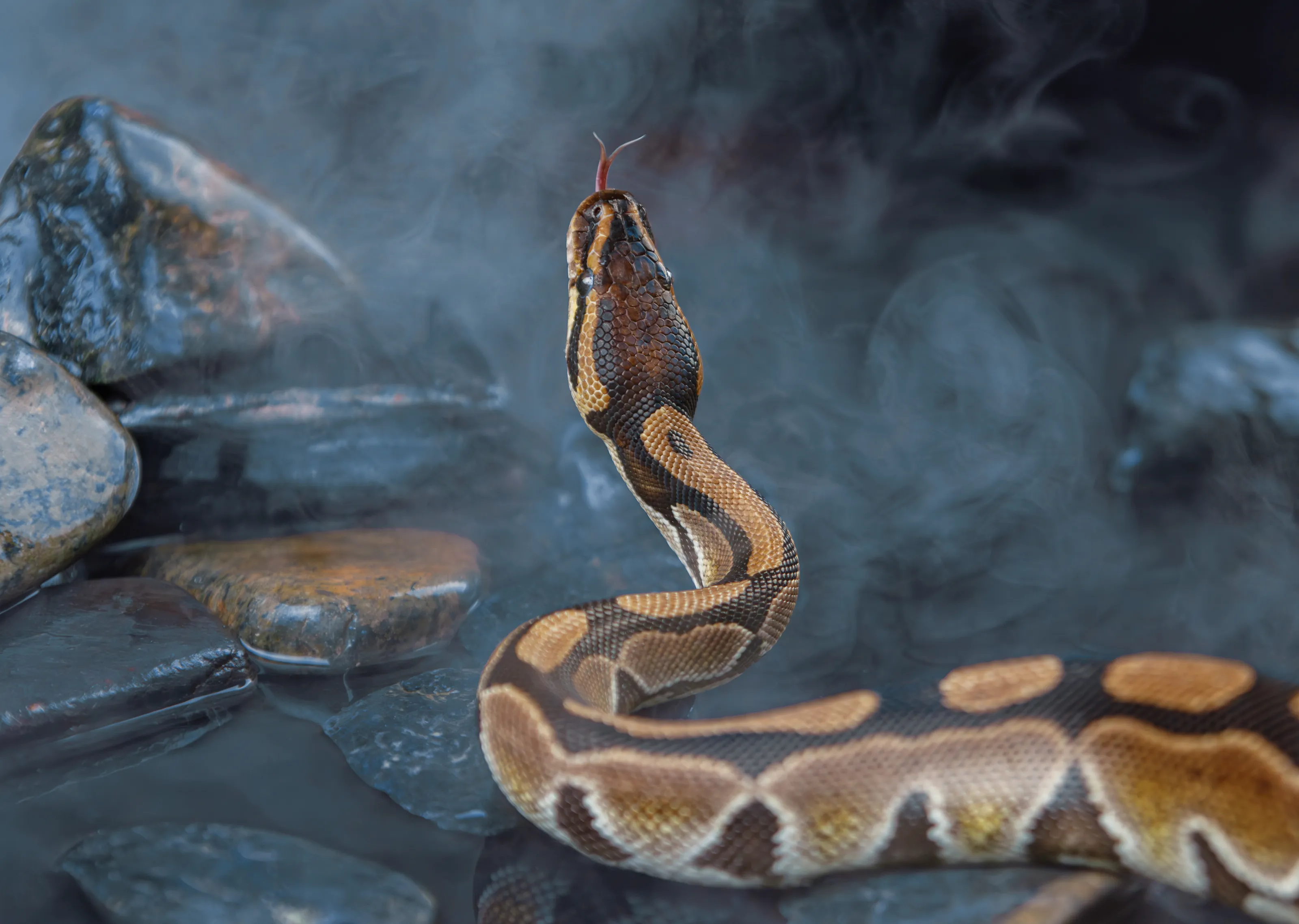 Snakes