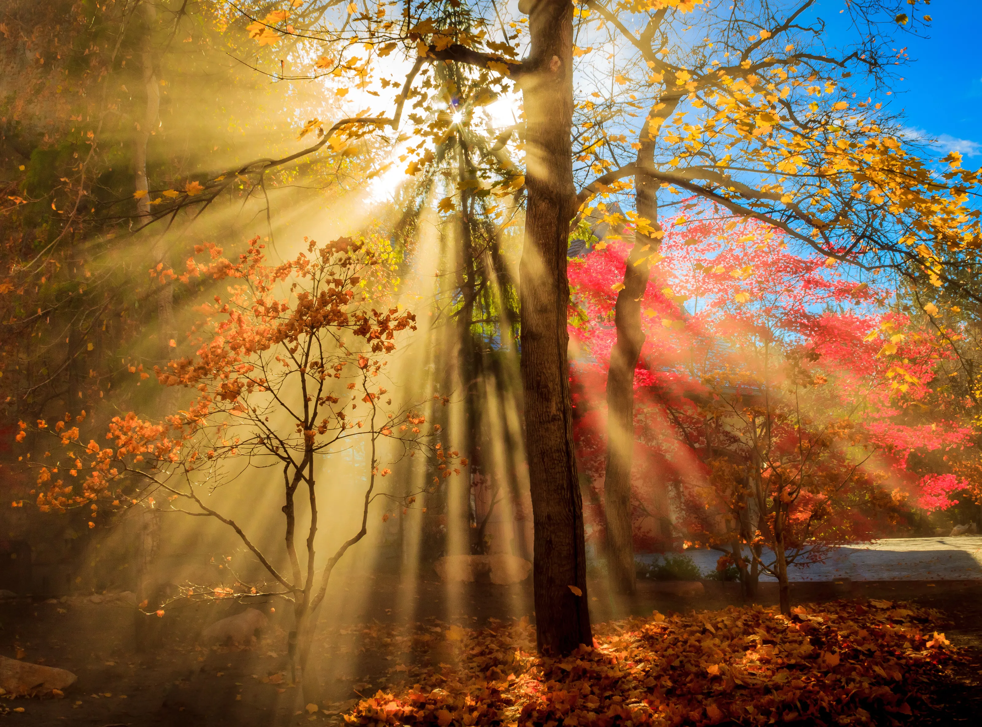 Autumn Rays