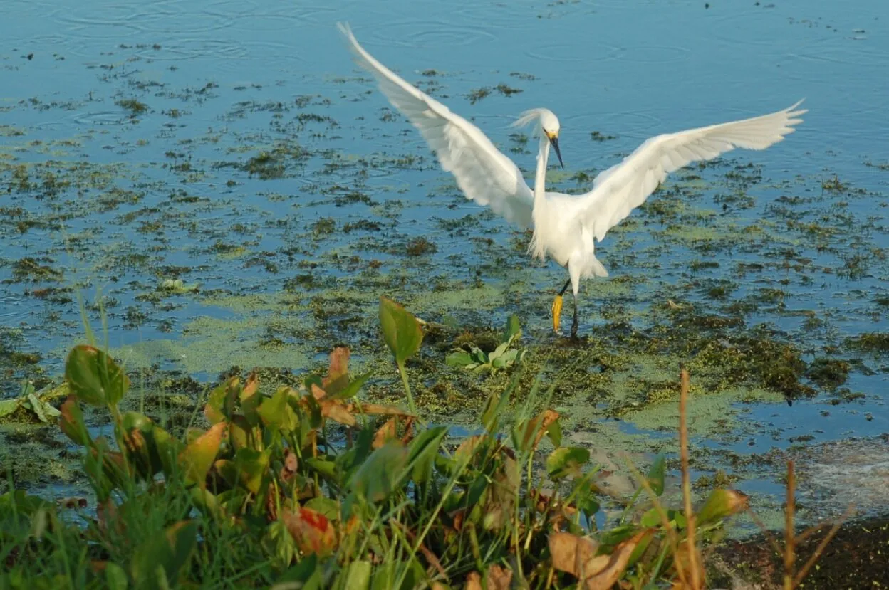 Snowy Egret