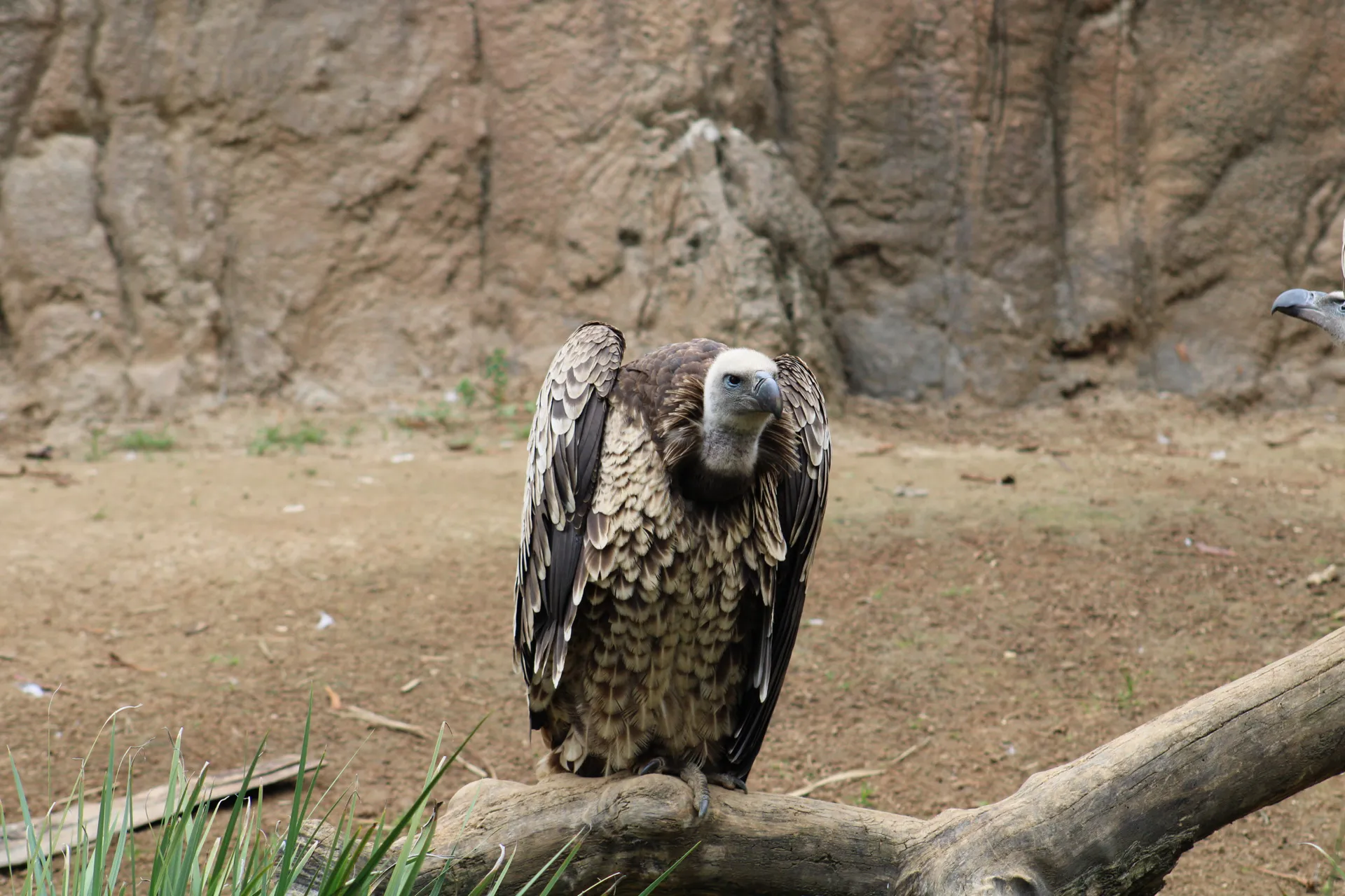 Vulture