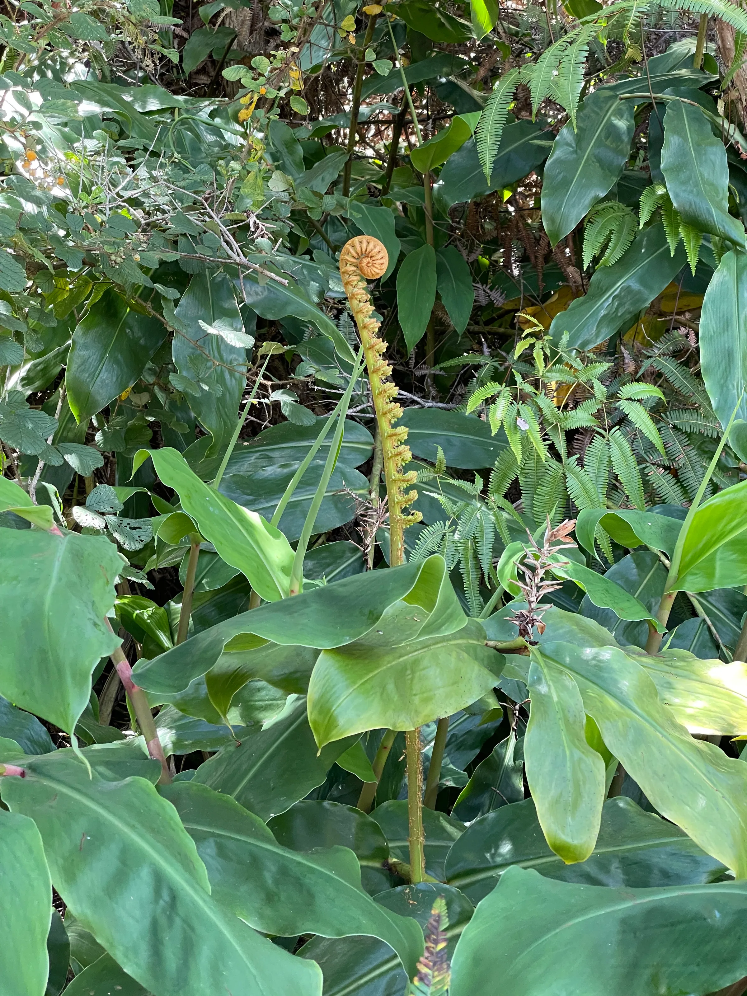 F is for Fern