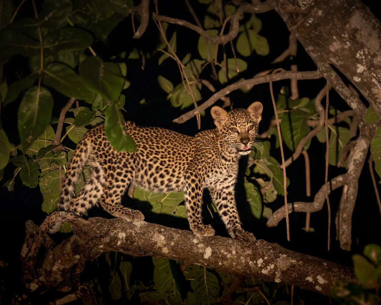 The Leopard Cub