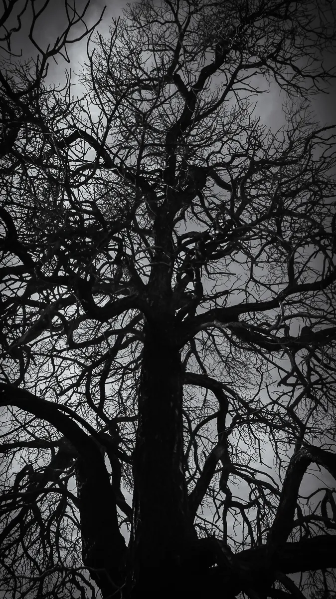 Breath Written in Branches