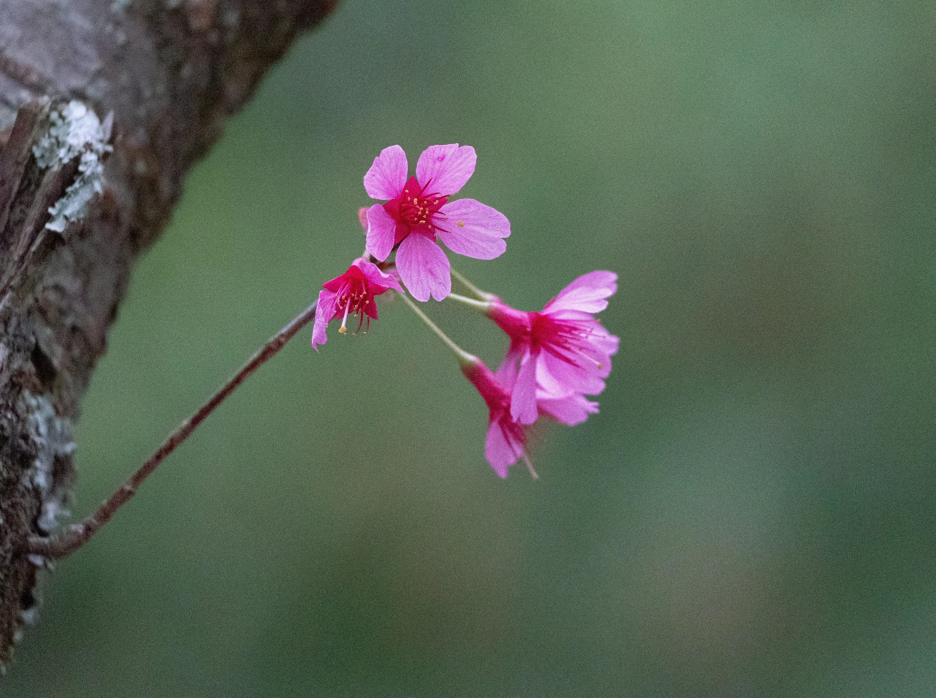 What a stunning flowers!