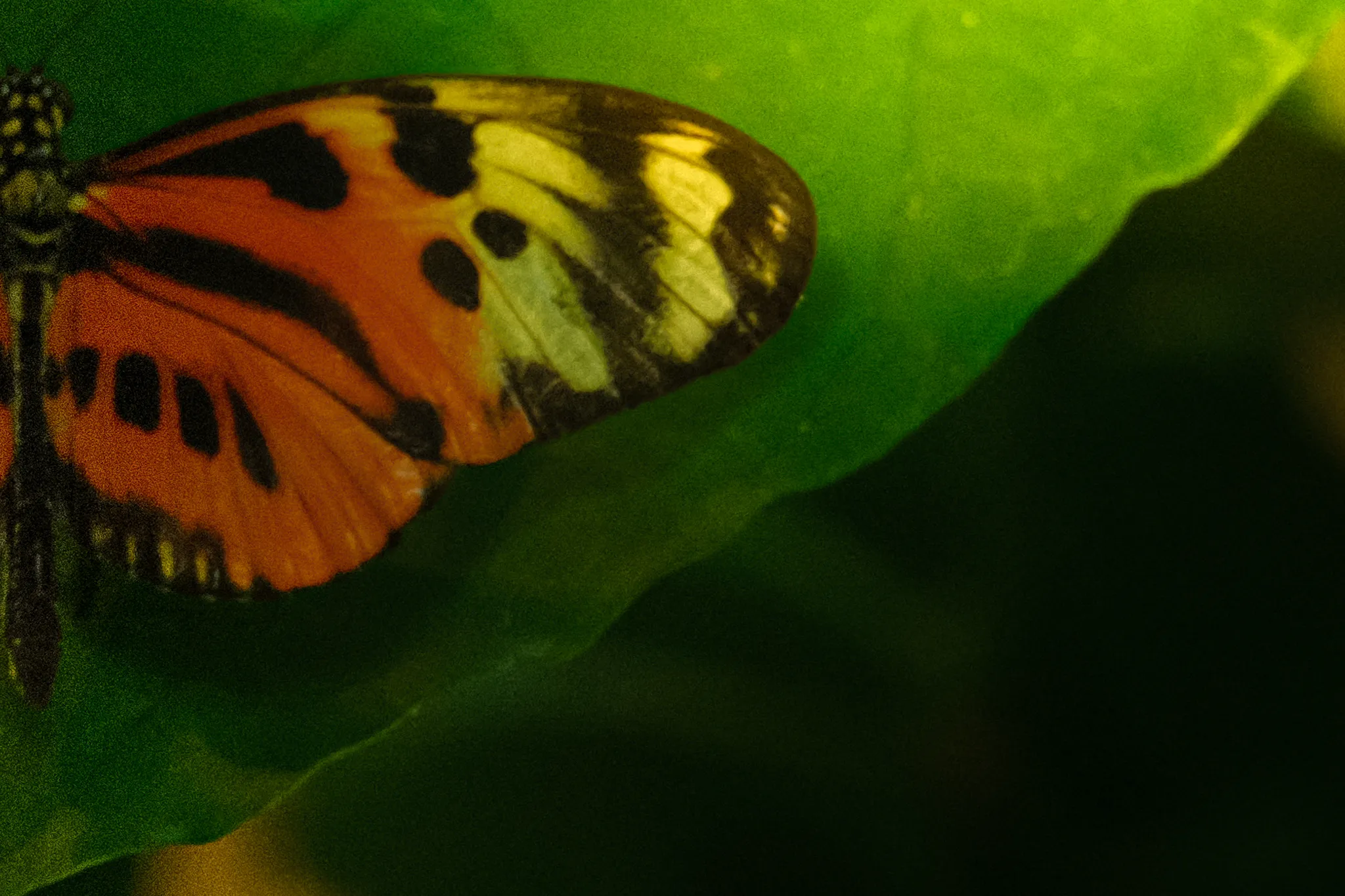 Wing