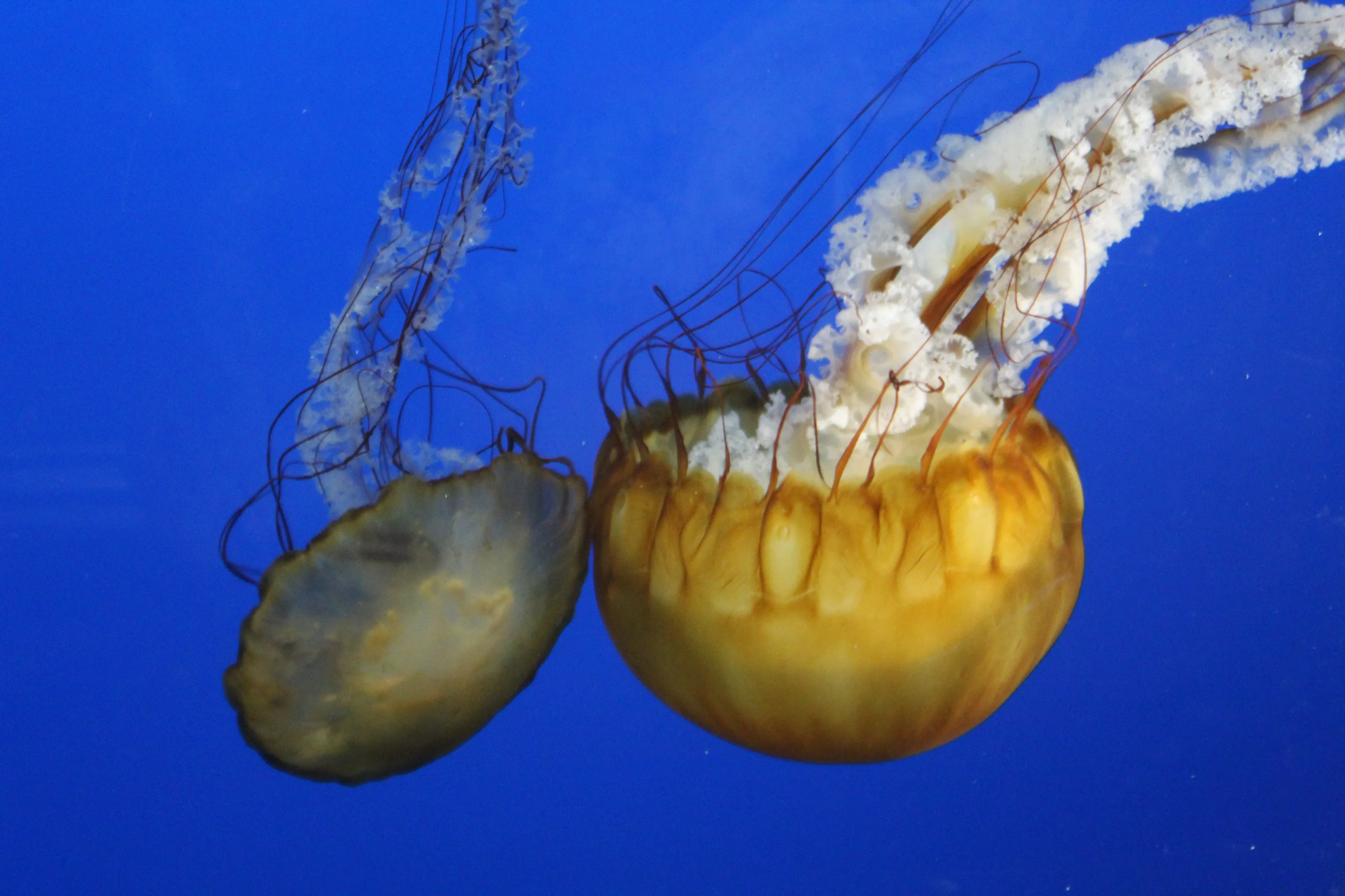 Pacific Sea Nettle Jellyfish