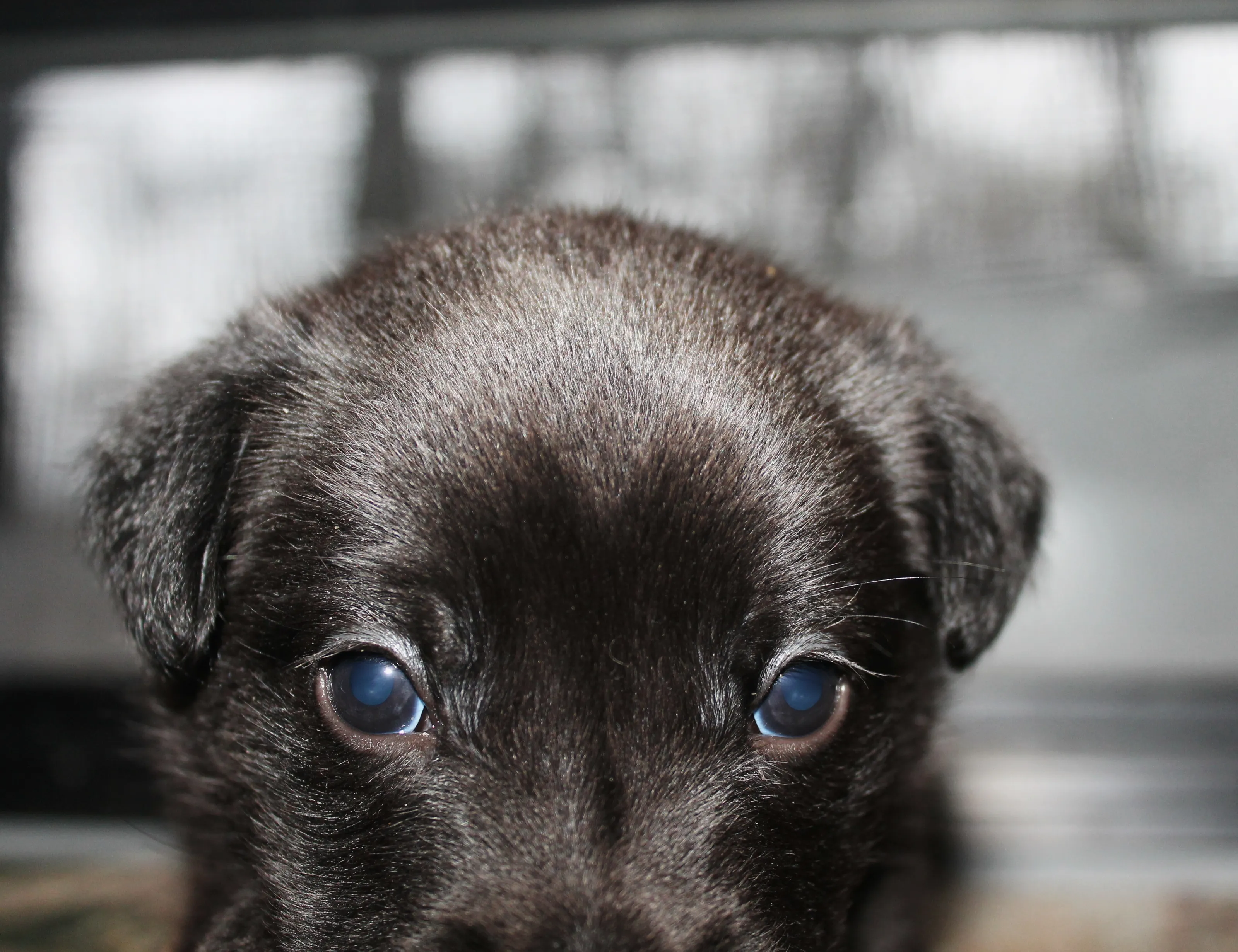Baby blues