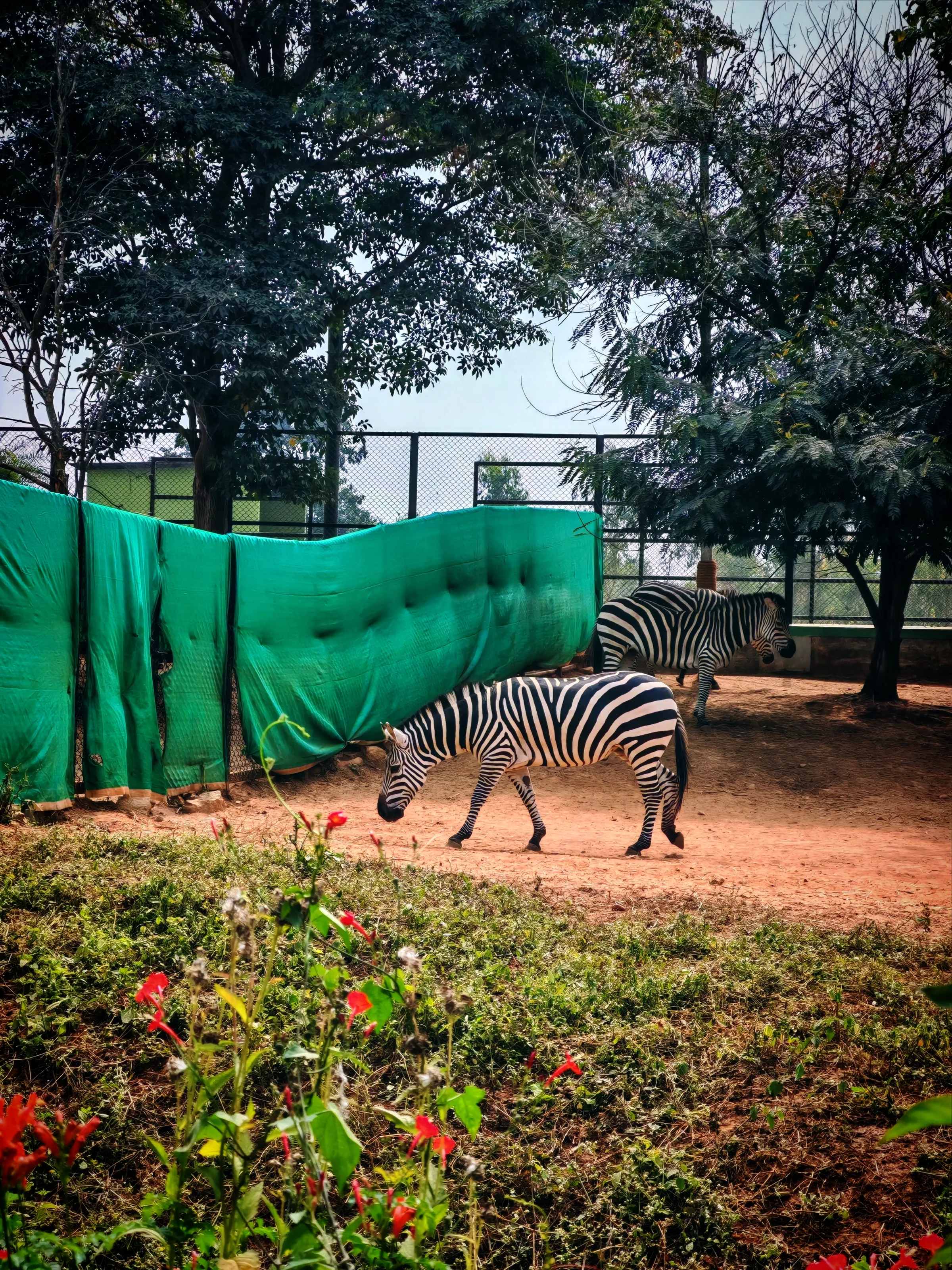 Zebras