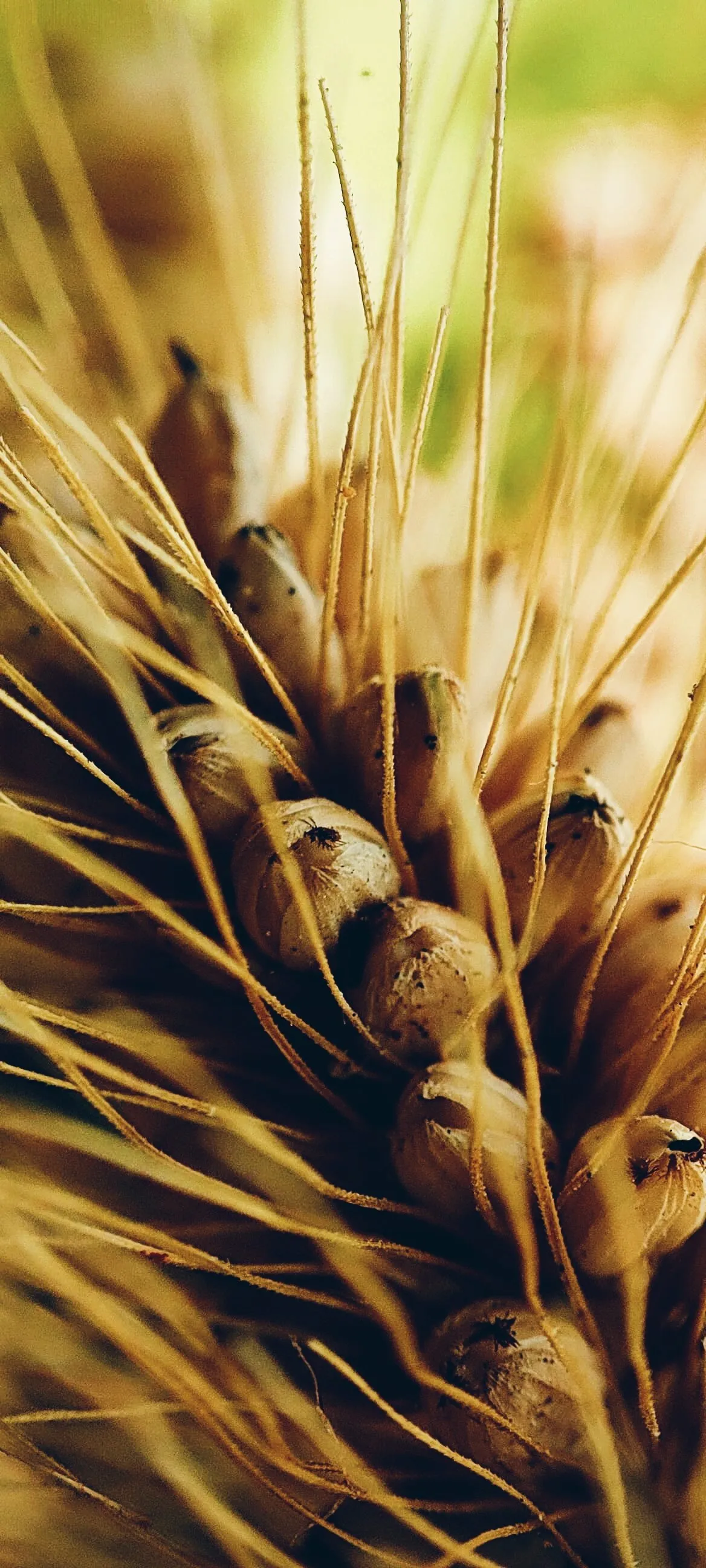Crops in Macro
