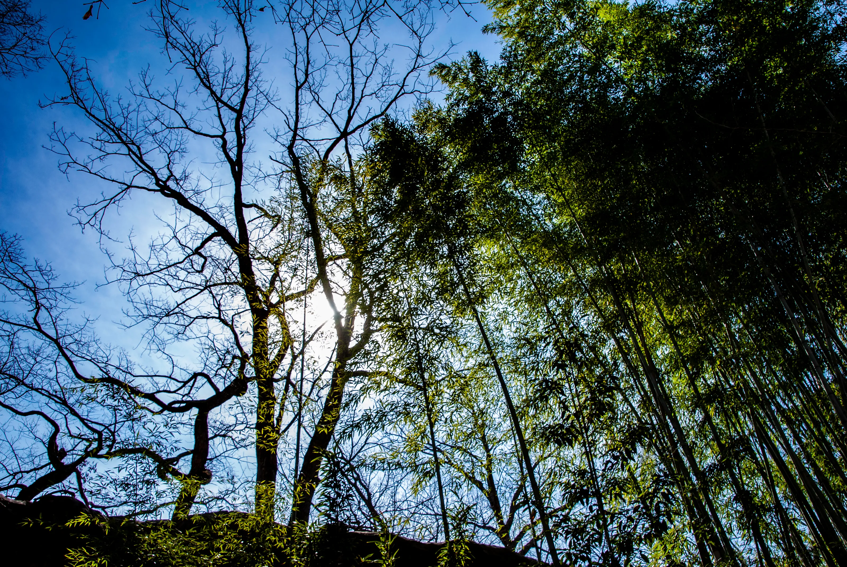 View of the canopy