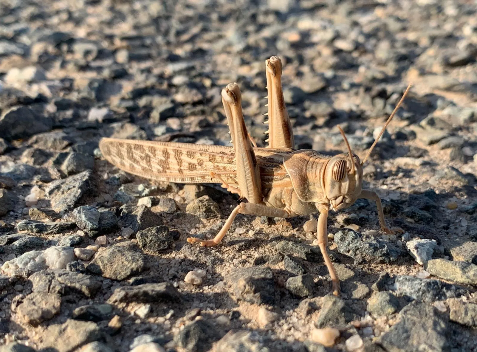 Is it a grasshopper?
