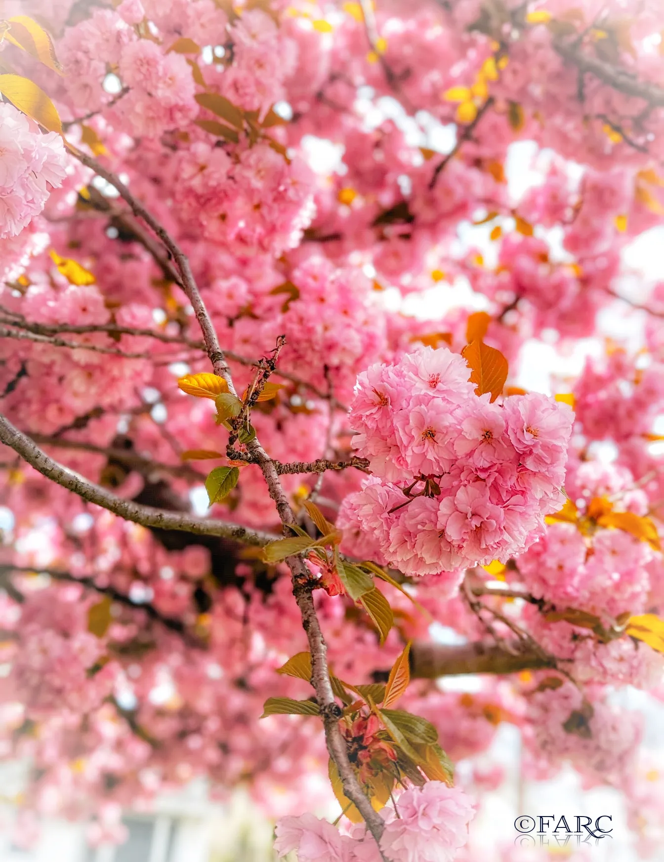 Kwanzan Cherry Blossom