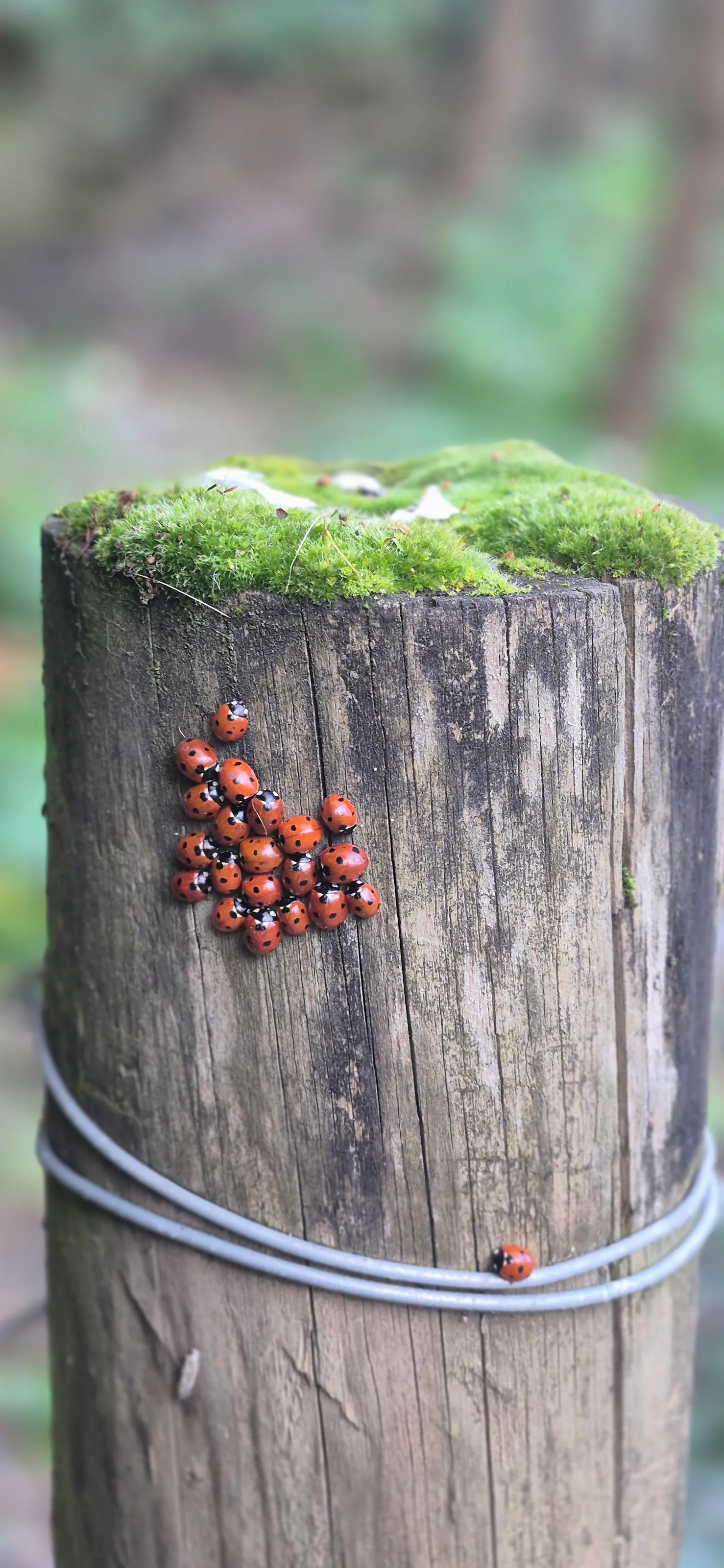 Ladybugs meeting