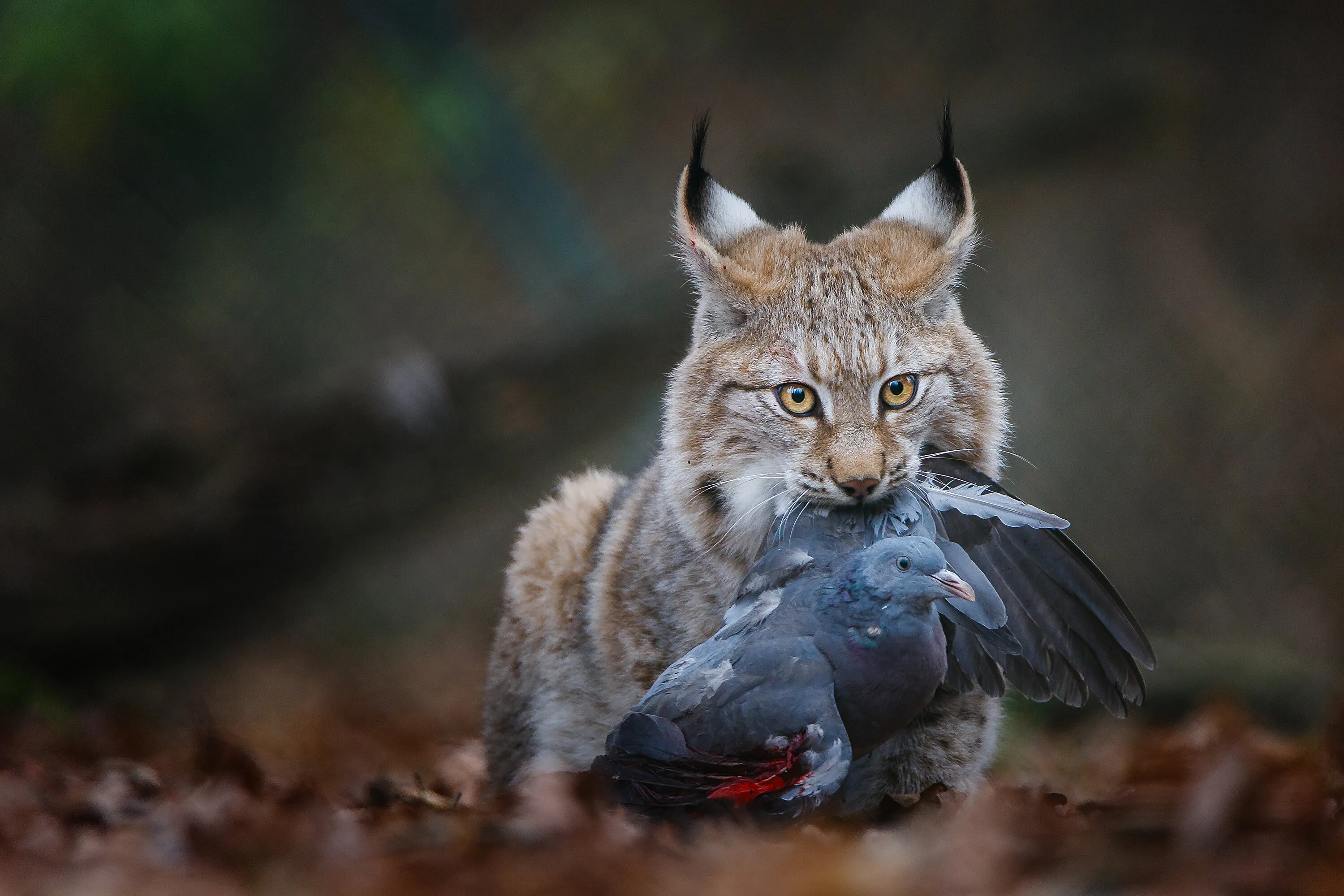 food chain