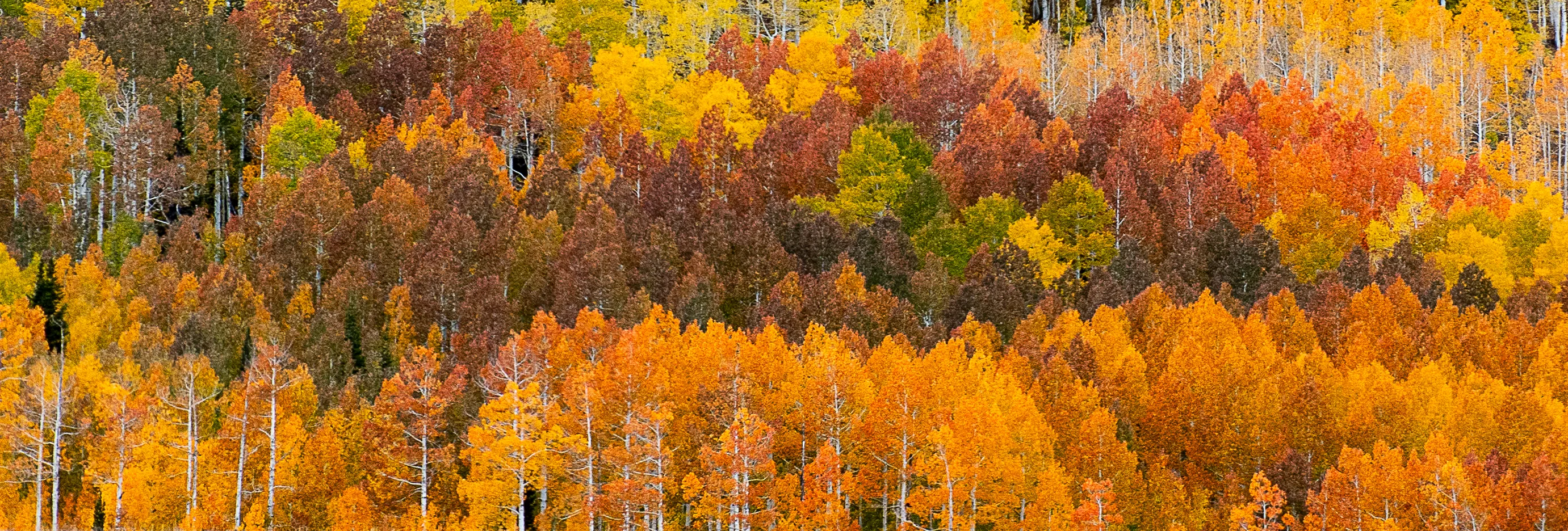 Fall Spendor