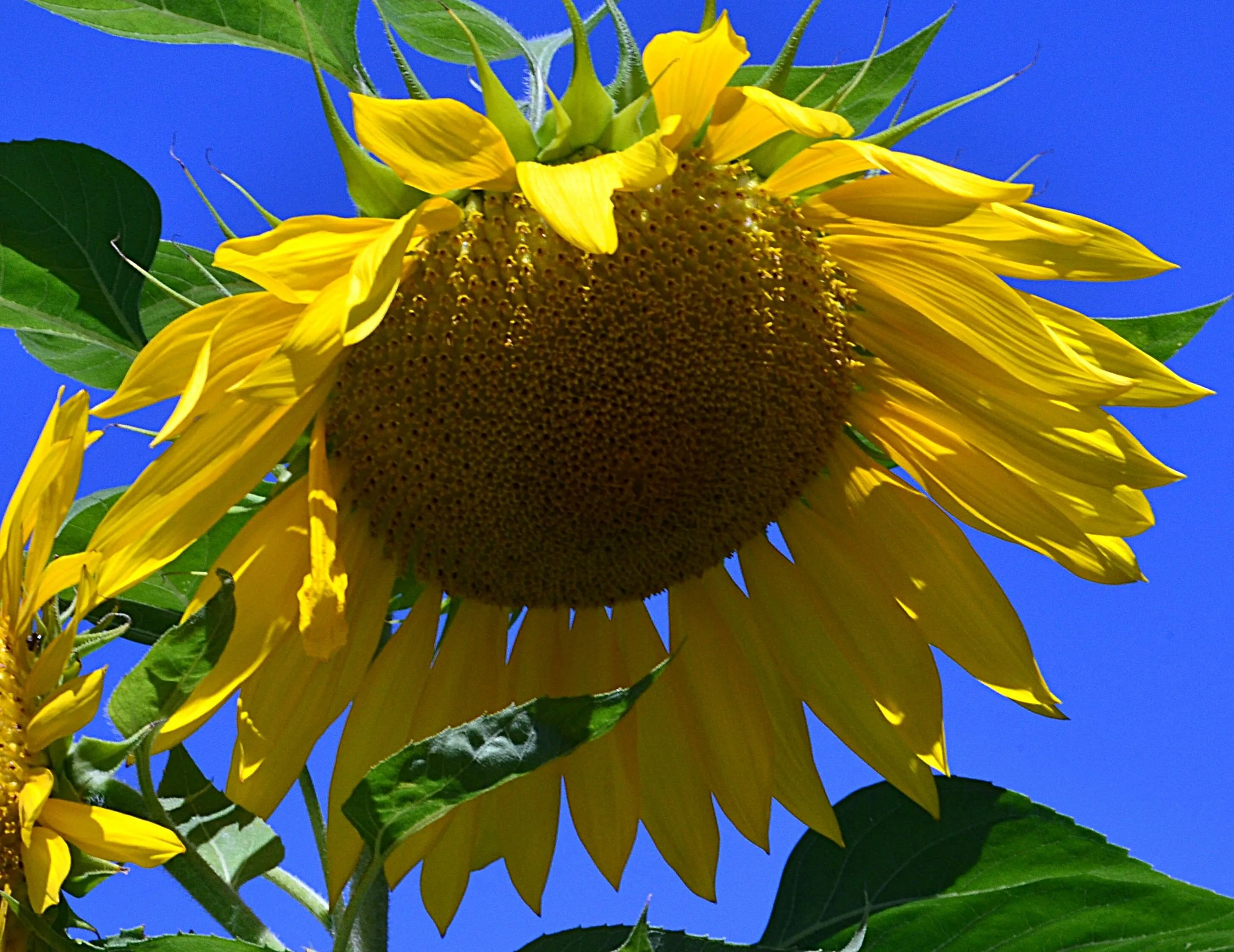 Looking up at a Single Growing Flower