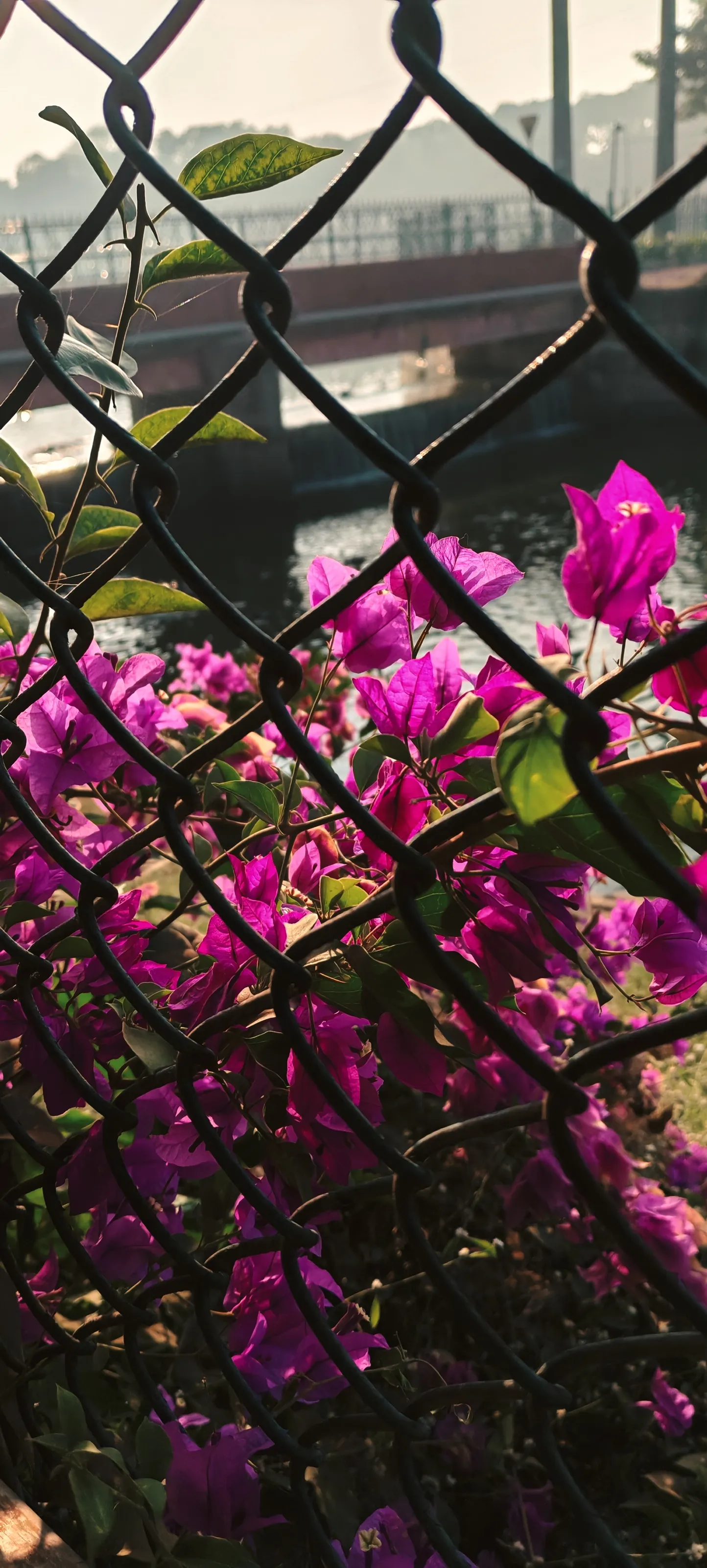 Confined and Trapped