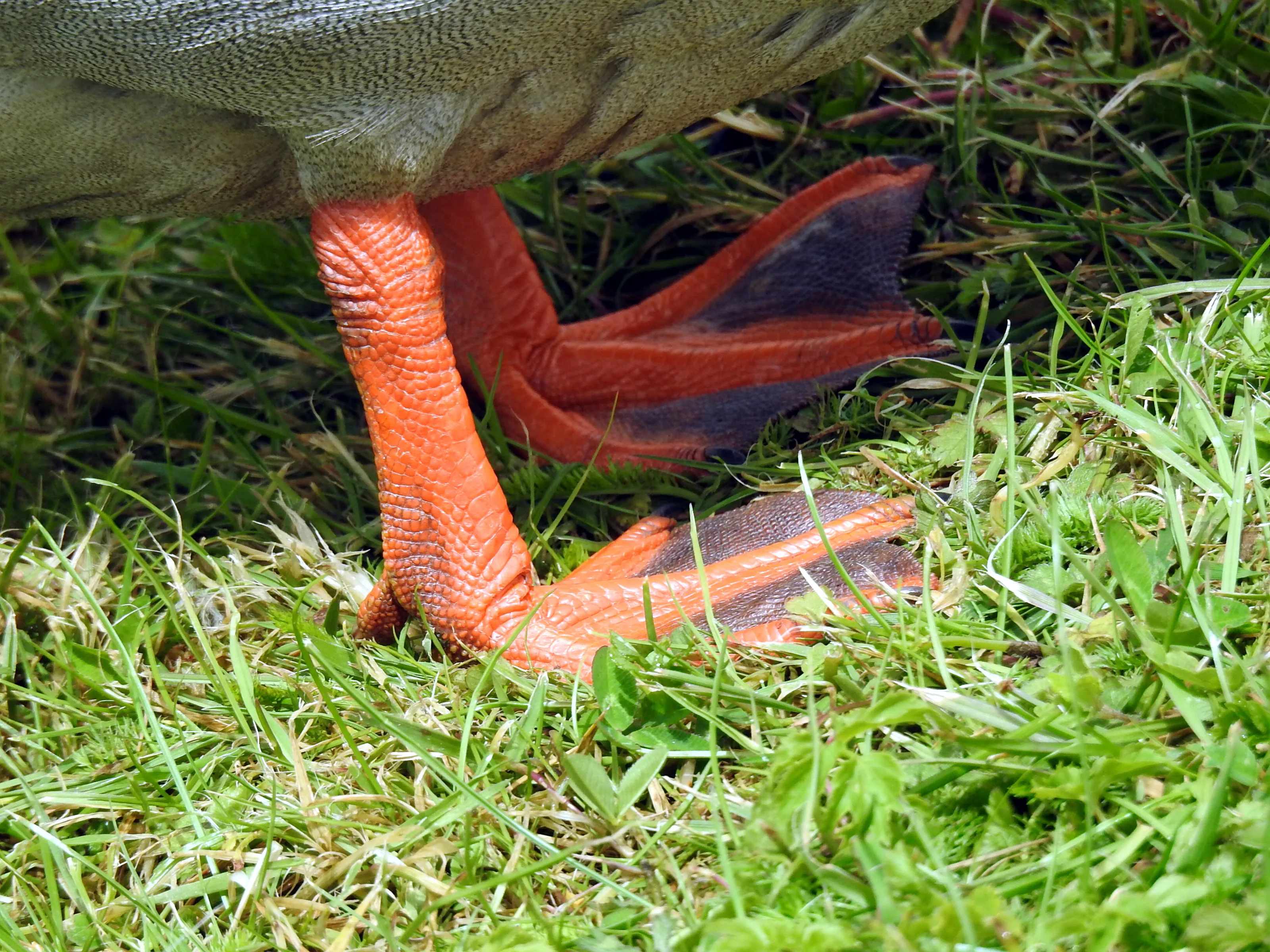 Bird's Feet