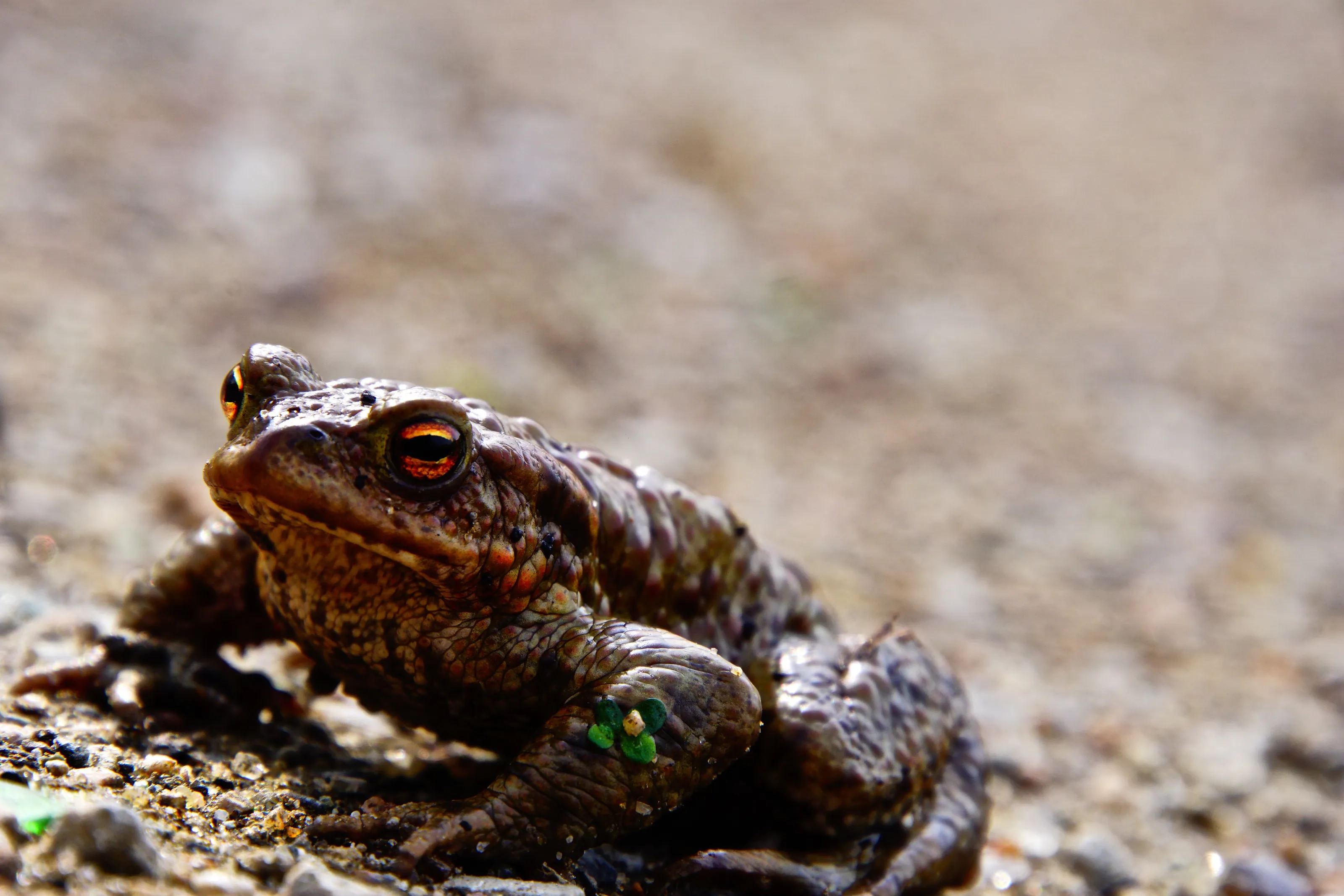 Travel Toad