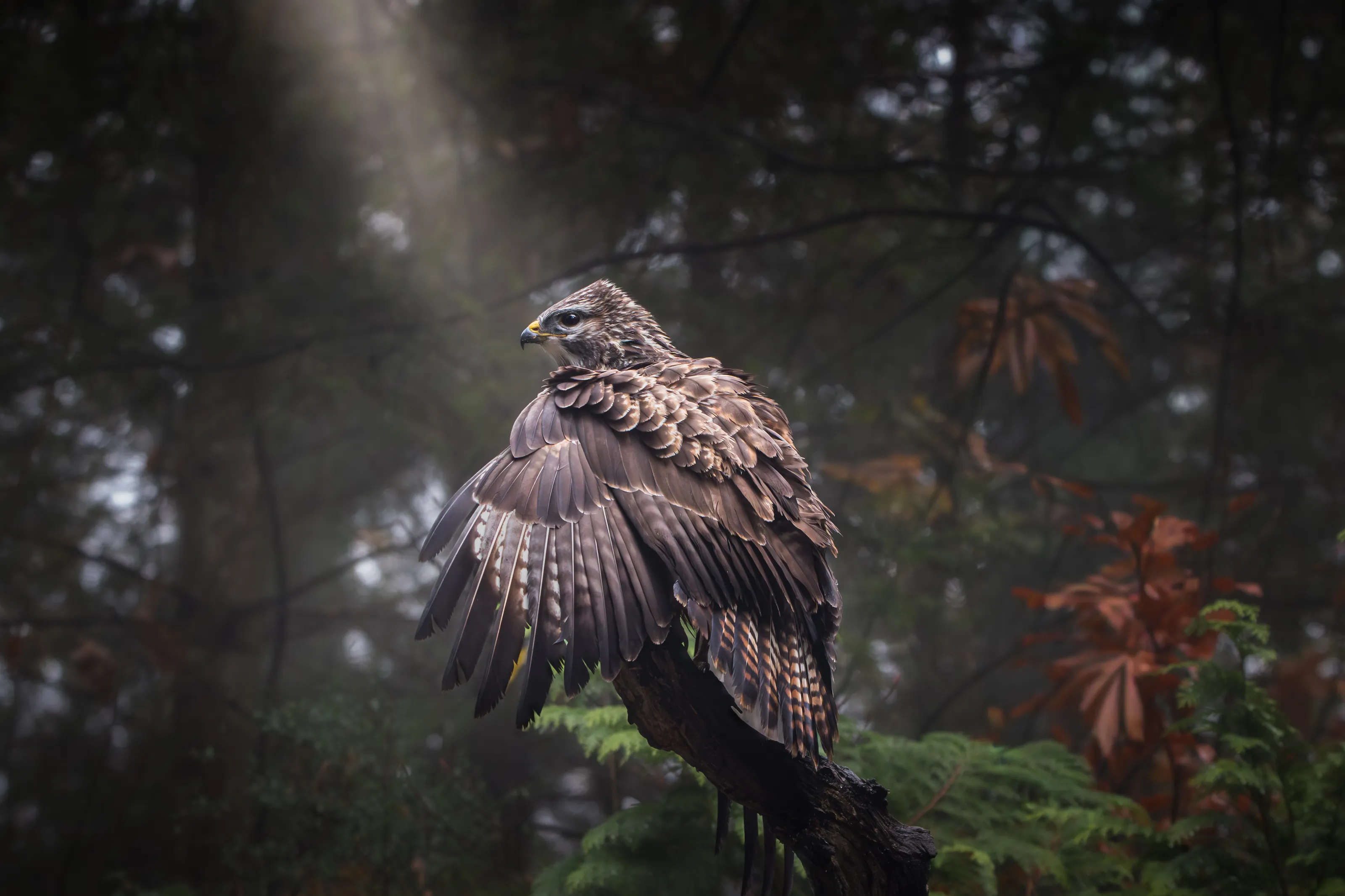 A dominant buzzard