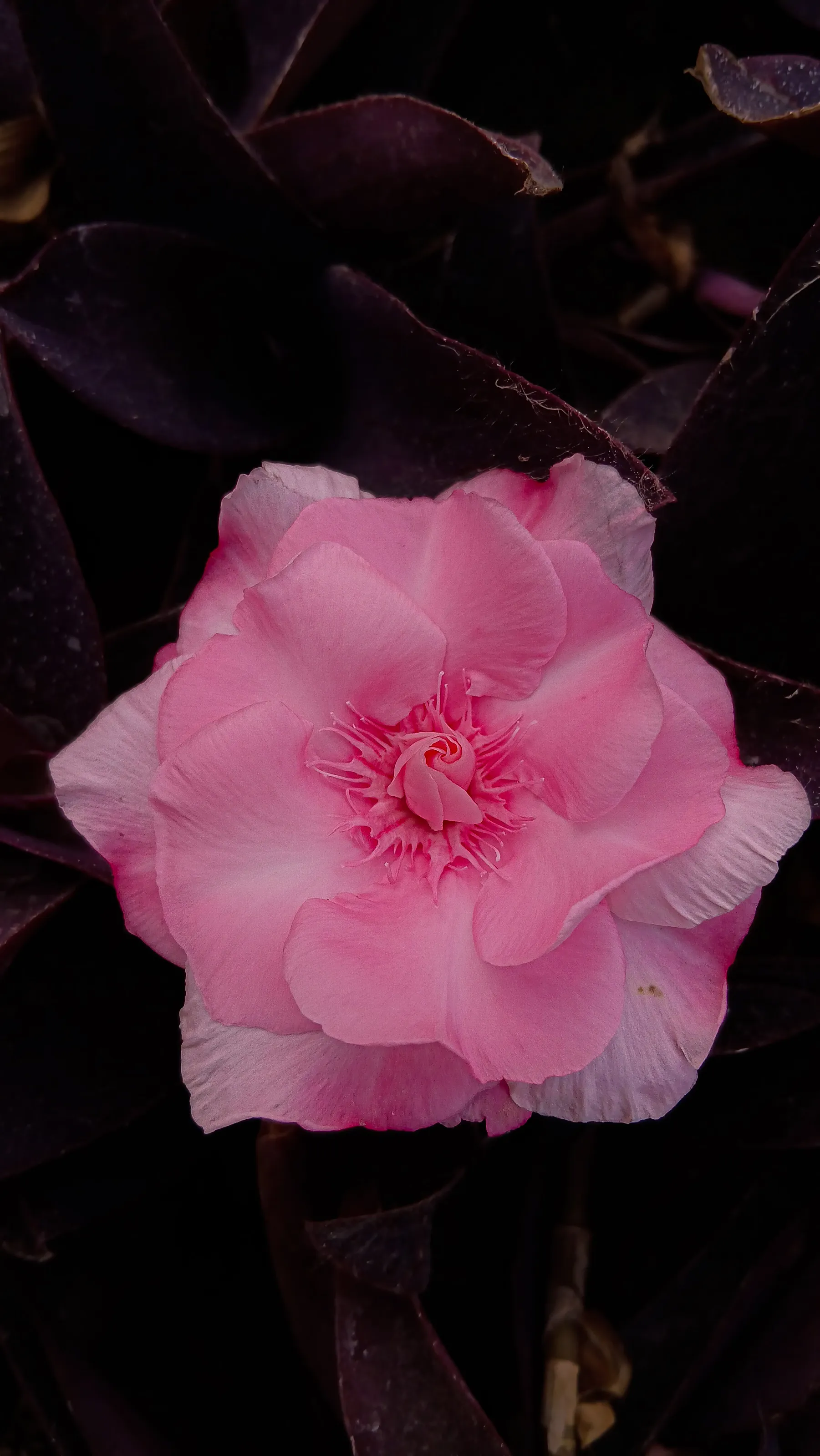 Pink Camellia: A Winter's Bloom