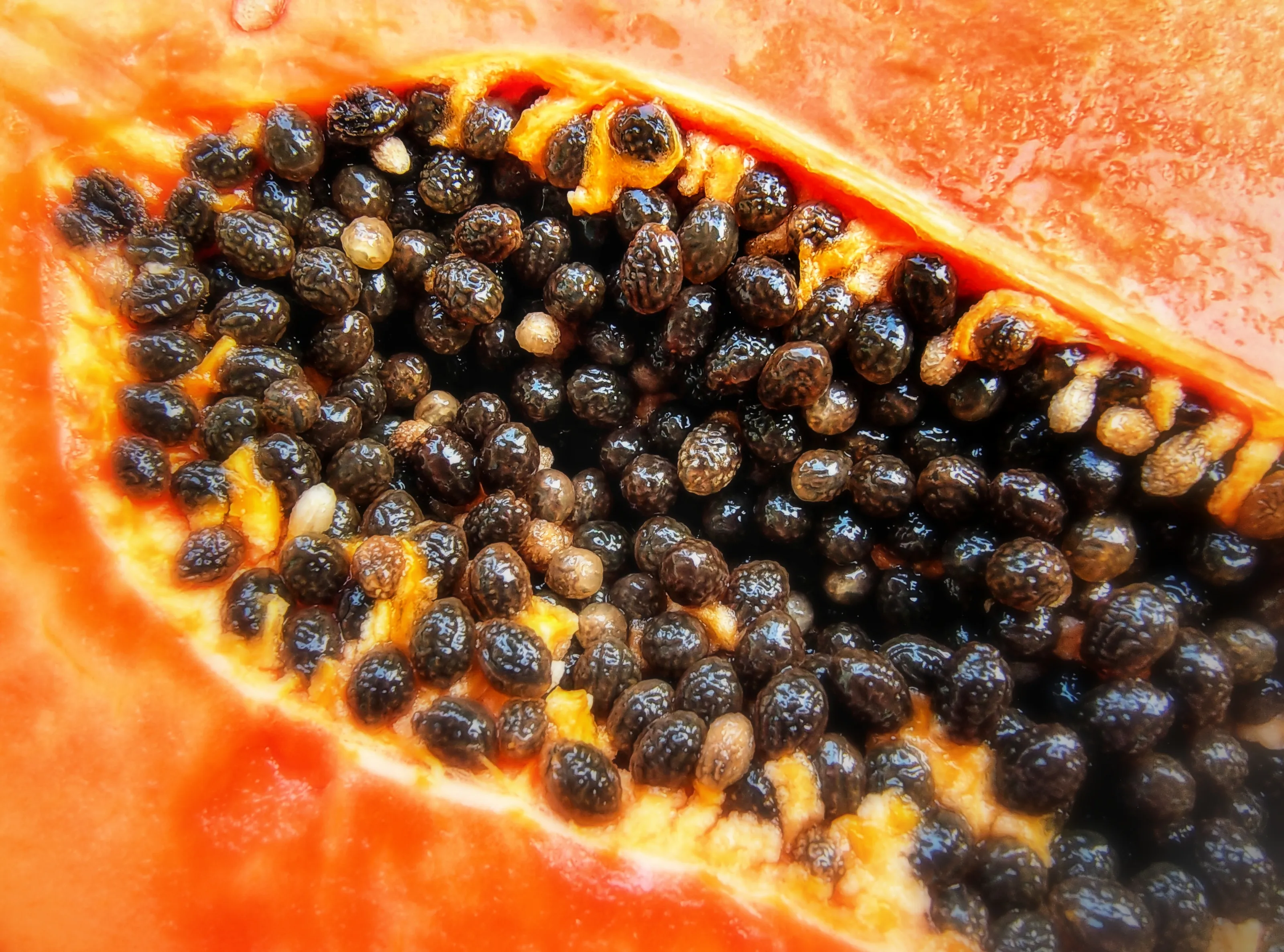 Seeds Inside Fruit and Legumes