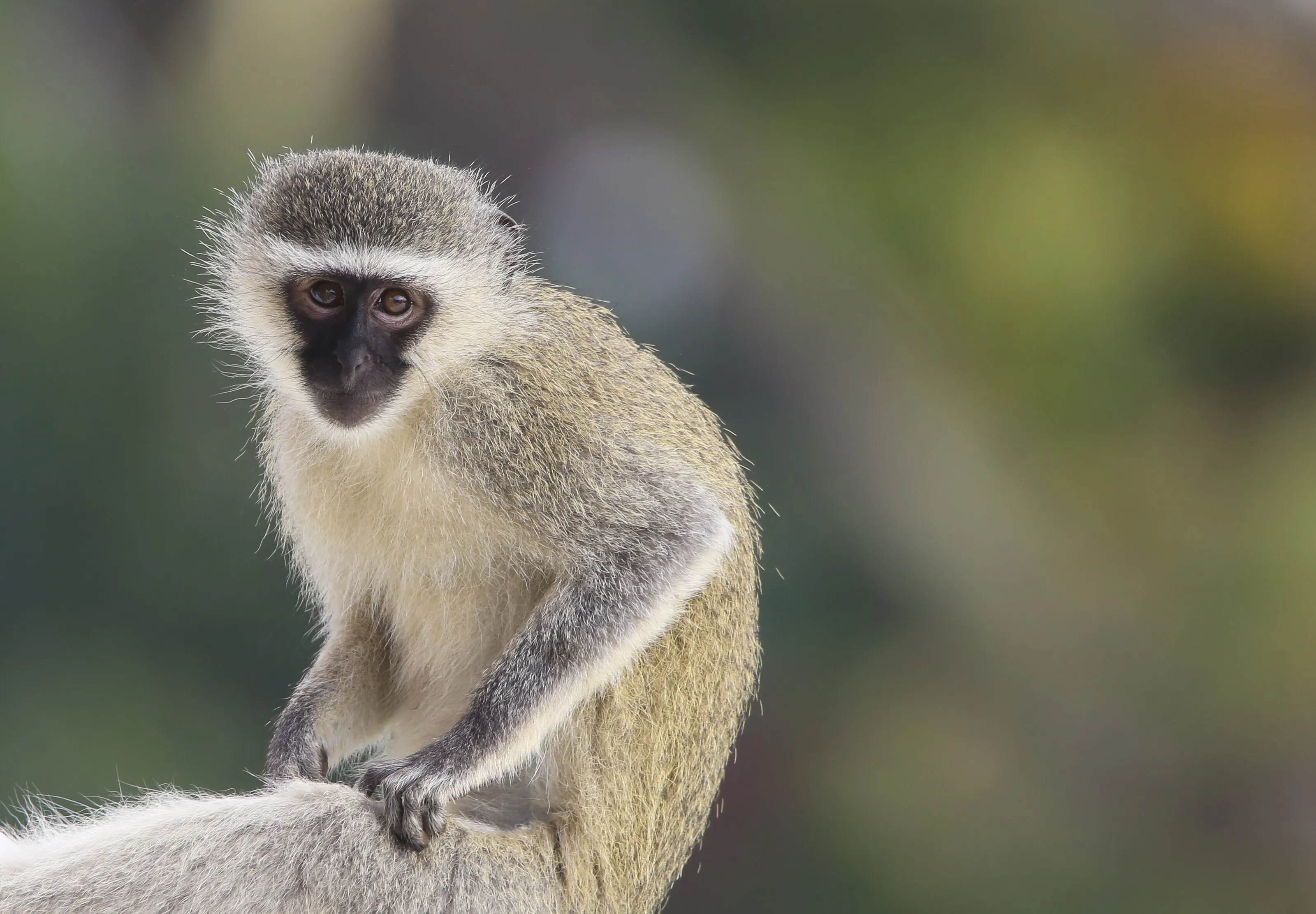 vervet monkey