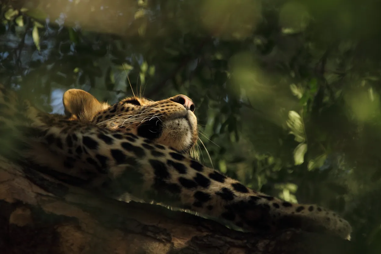 Leopard up a tree