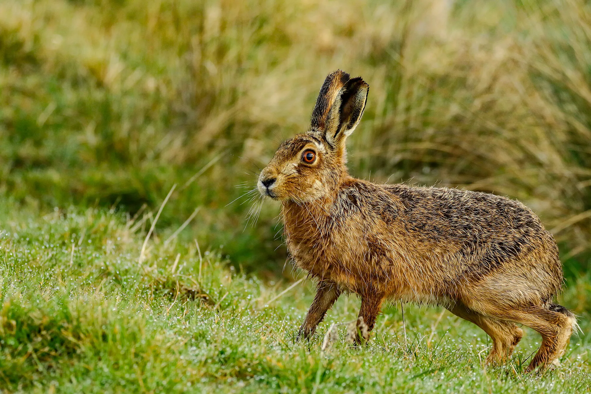 Rabbits and Hares