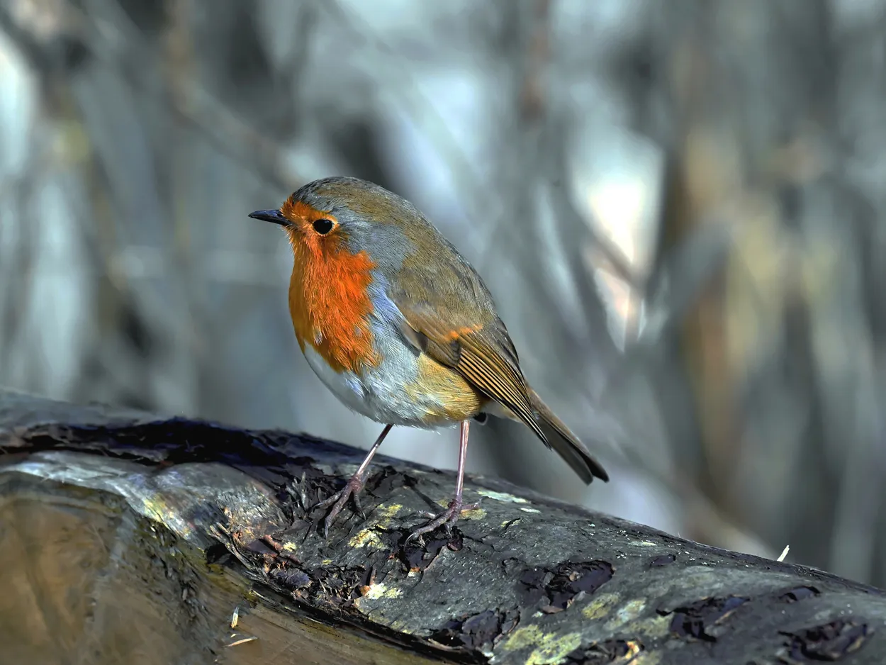 Robin redbreast