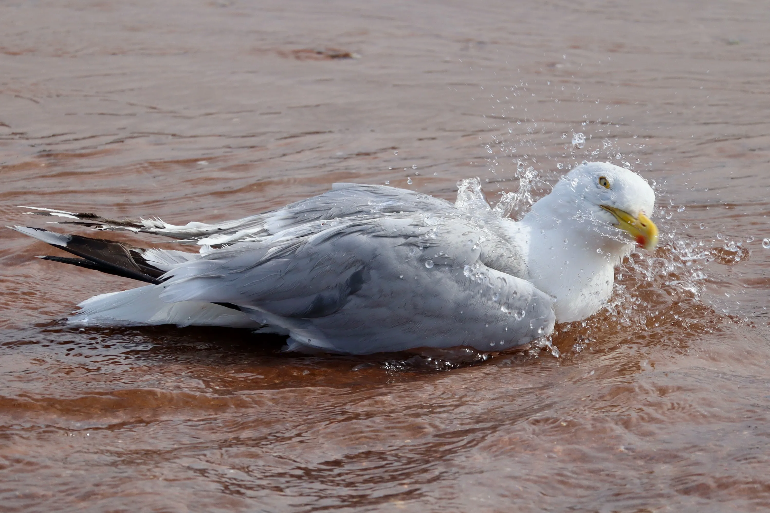 Birds Bathing