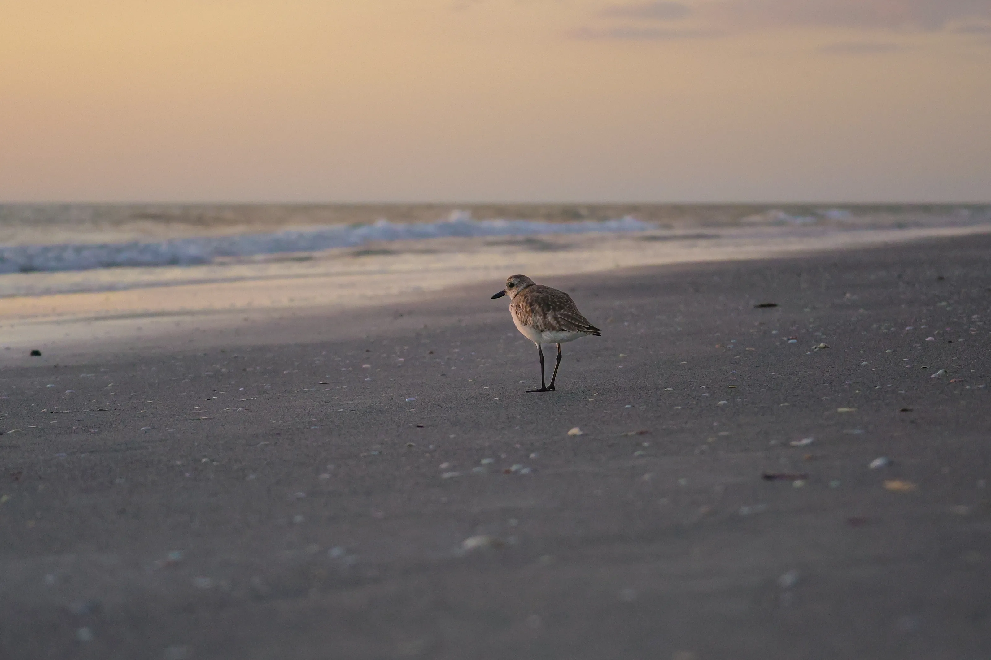 Sandpiper on a stroll