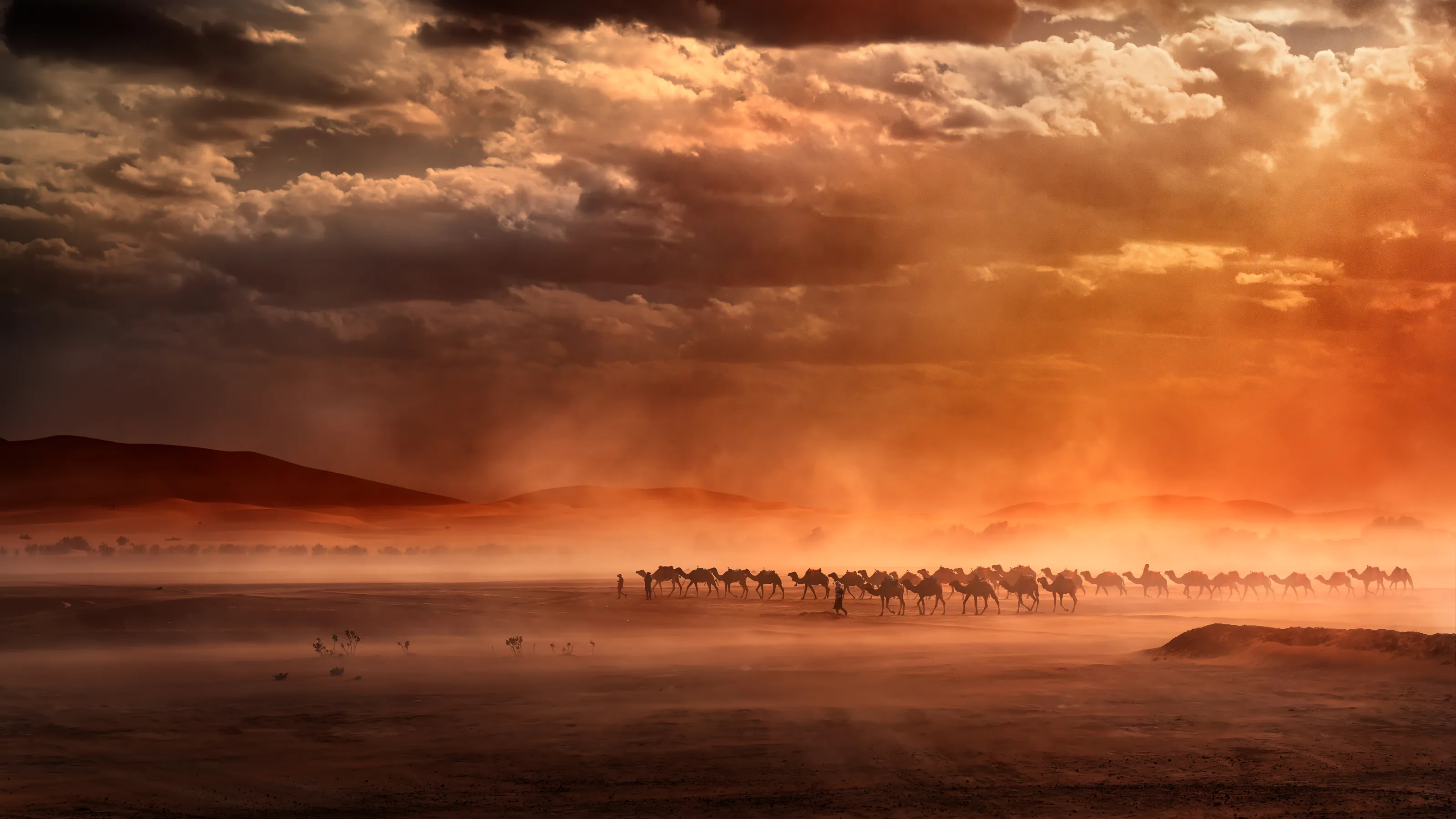 Camel in Merzouga