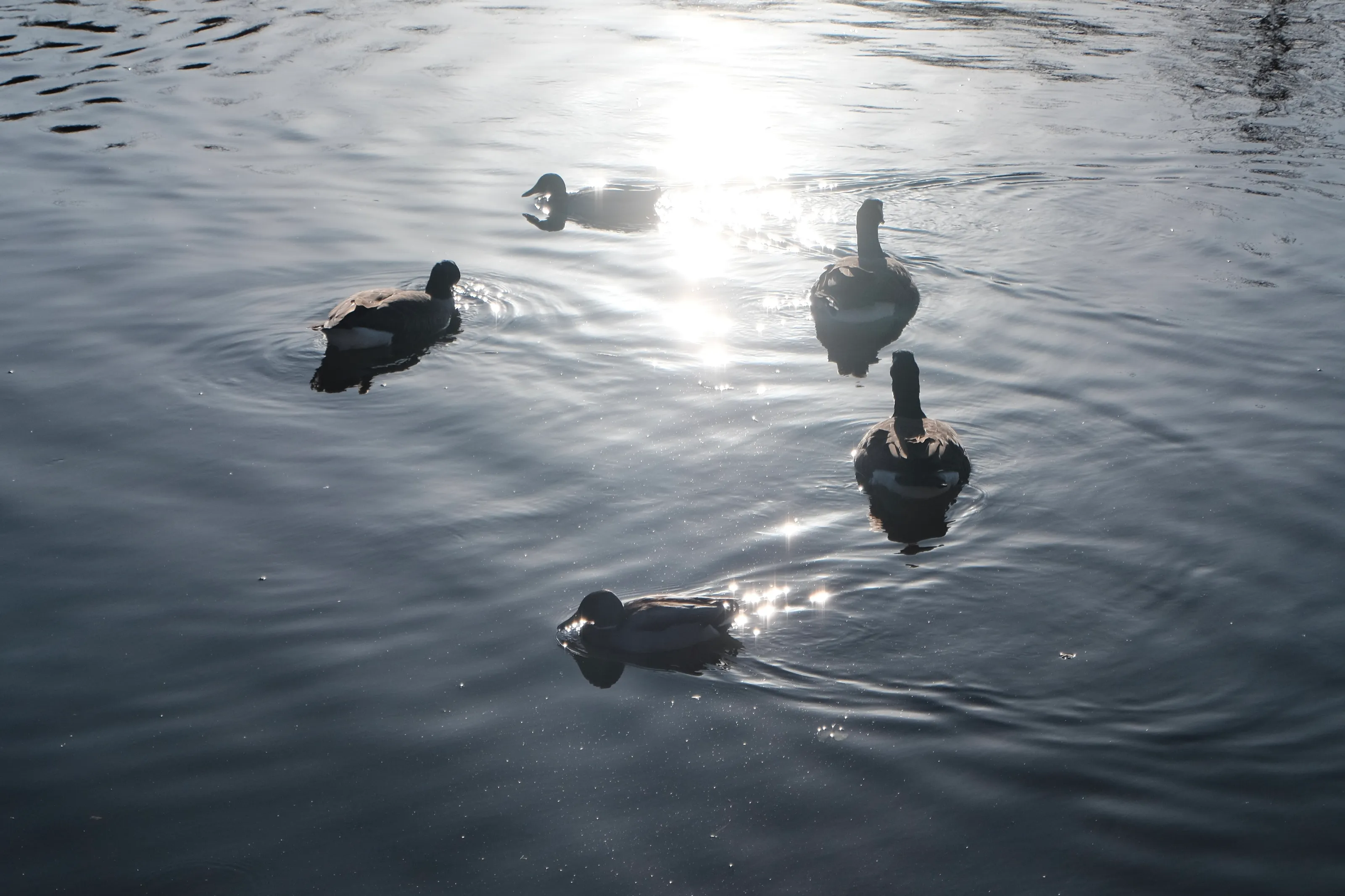 Group of swans