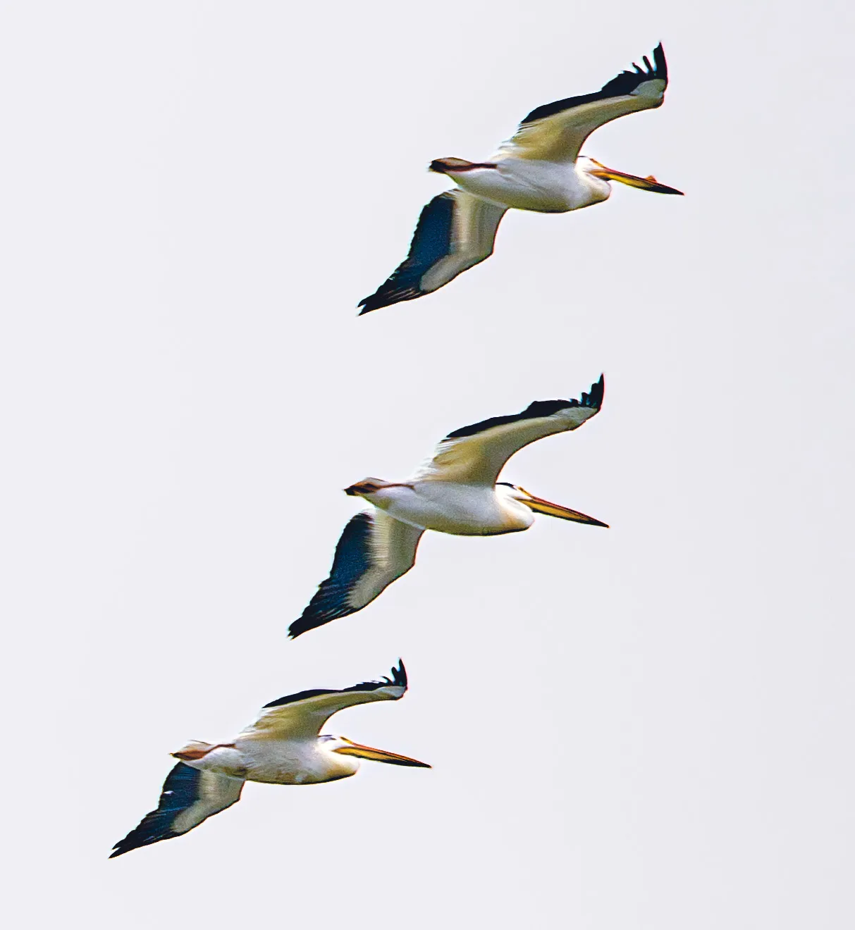 Pelicans in formation