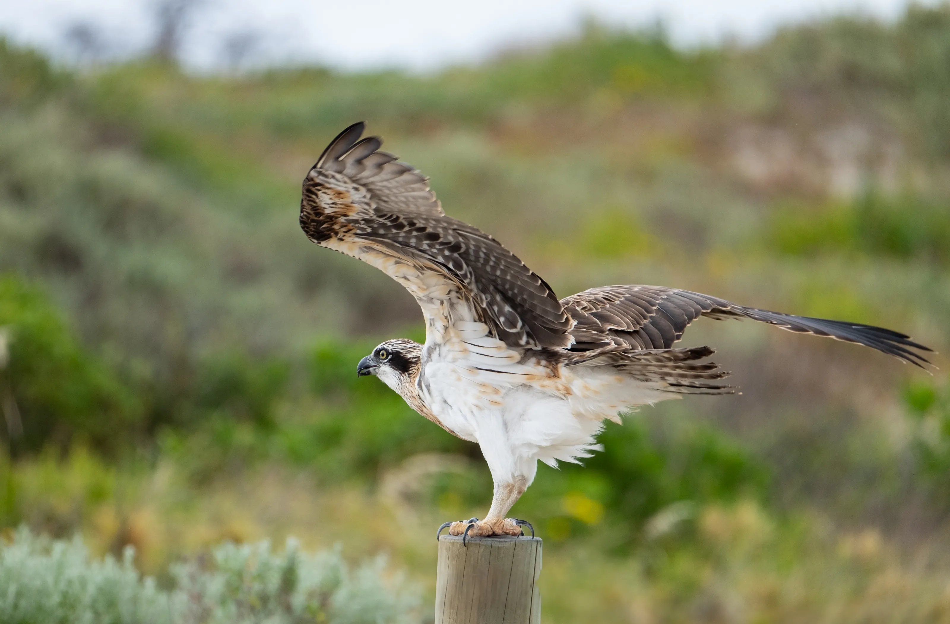 Osprey taking off