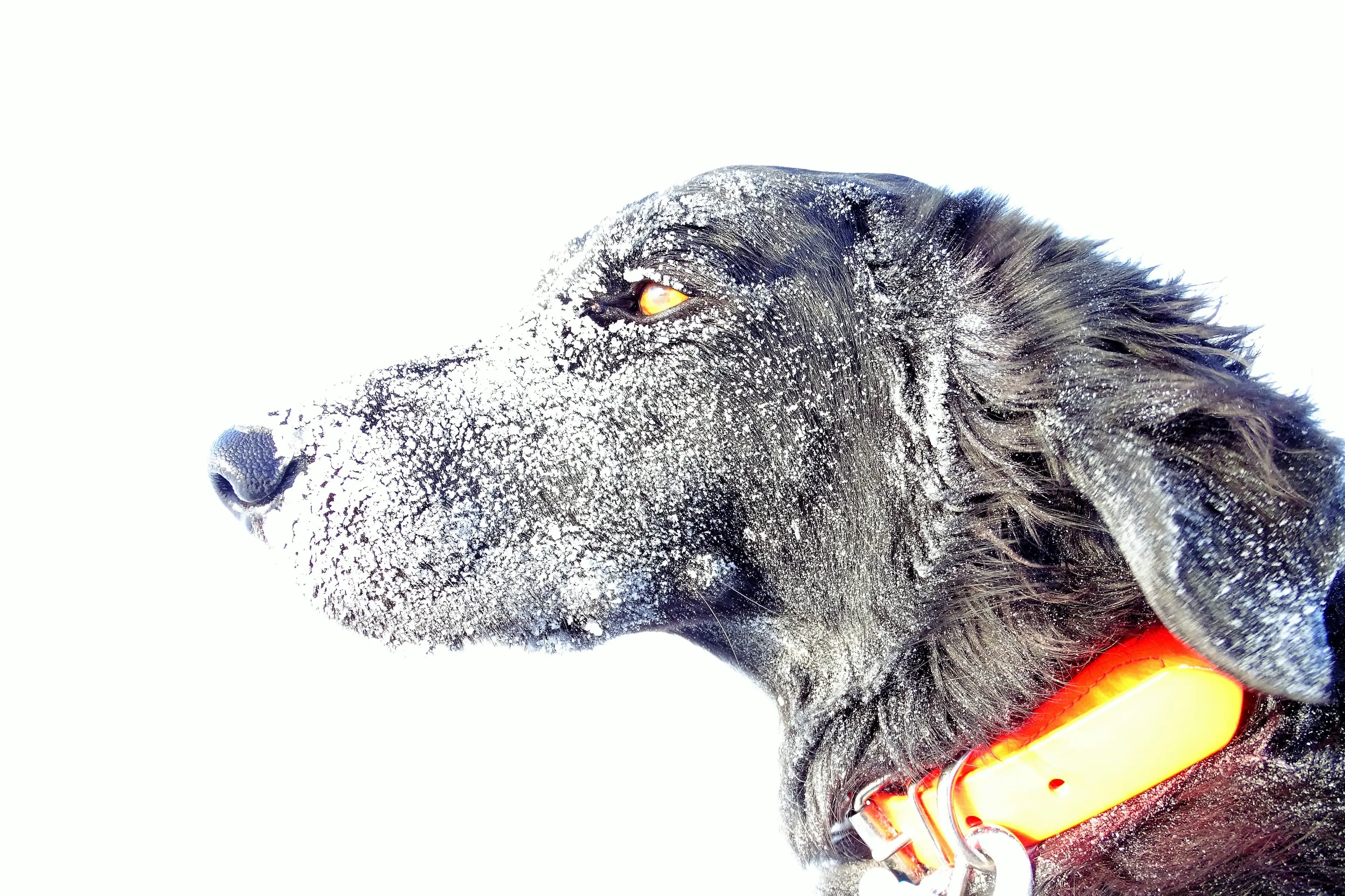 Dog Gone Cold