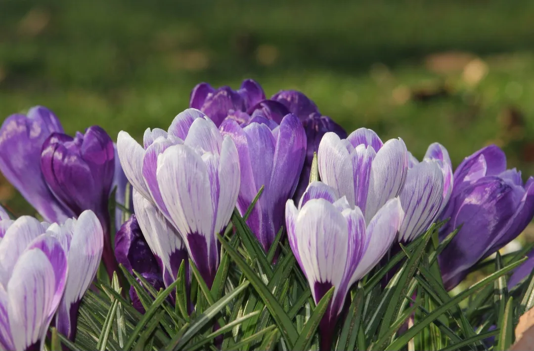 Crocus