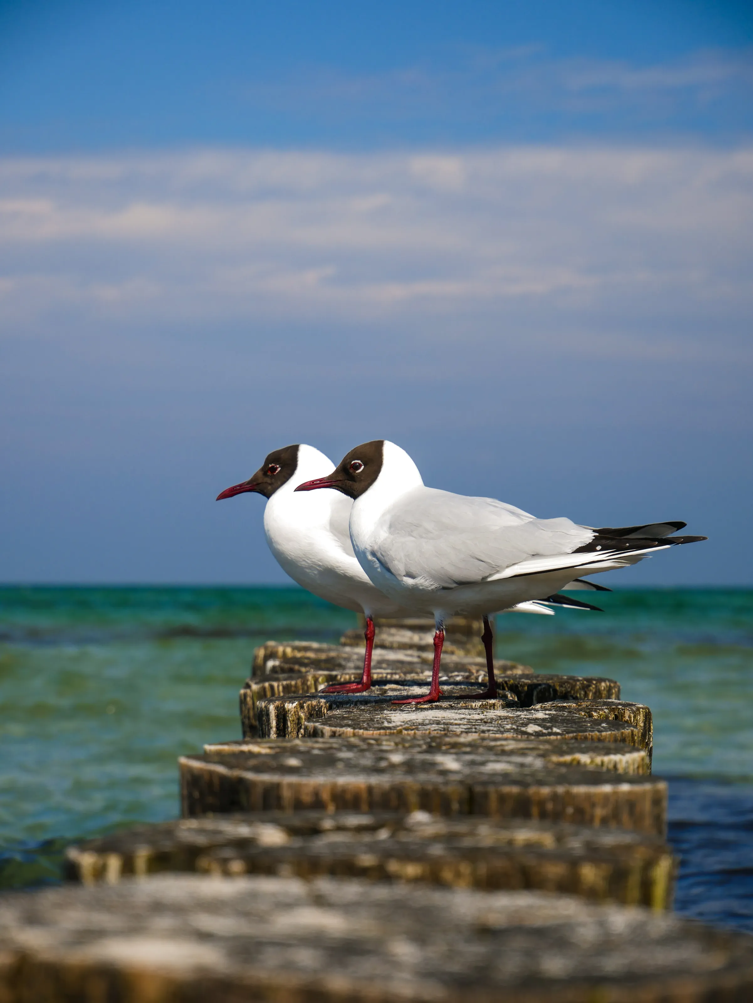 Seabirds