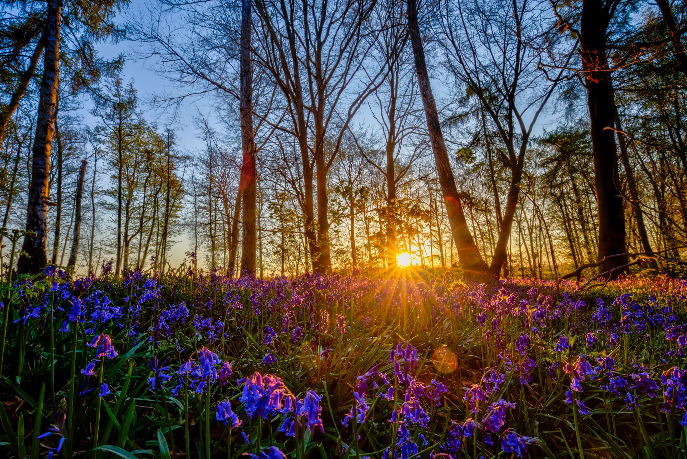 Sun light rising over the bluebell-wood in Baal, Gemany