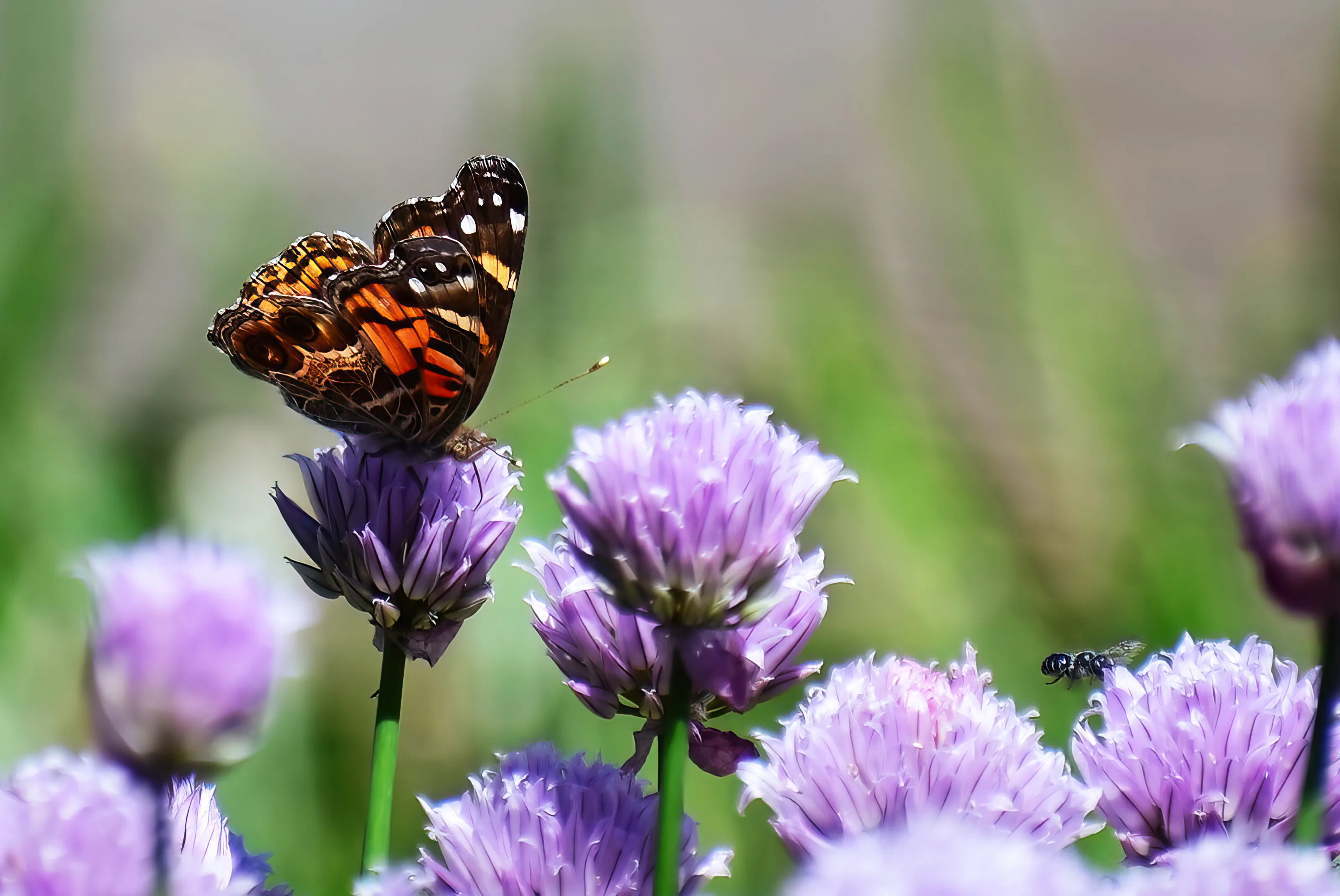 Garden Wildlife (in colour)