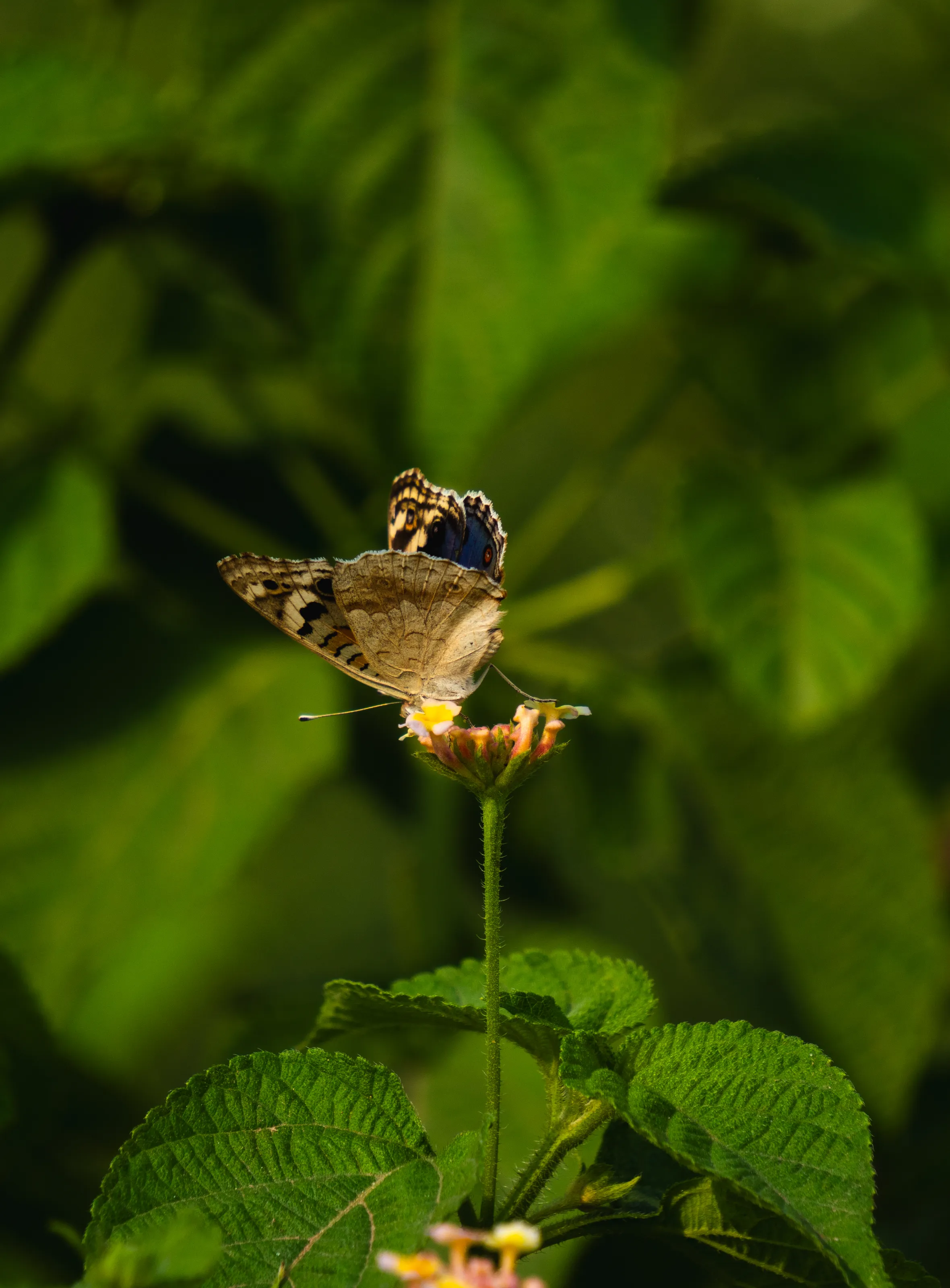 The nature's call