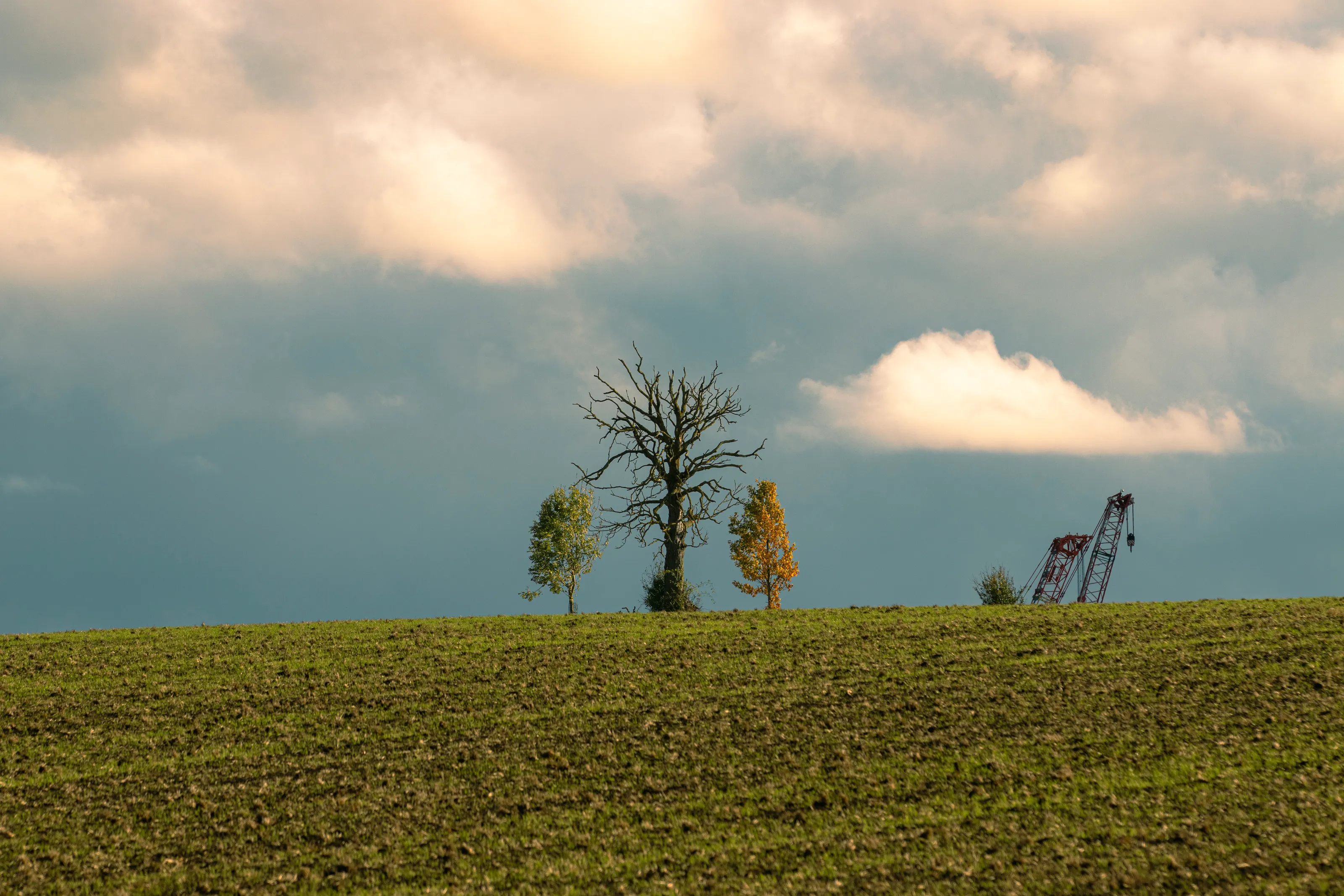 The Last Standing Tree - Nature & Machines