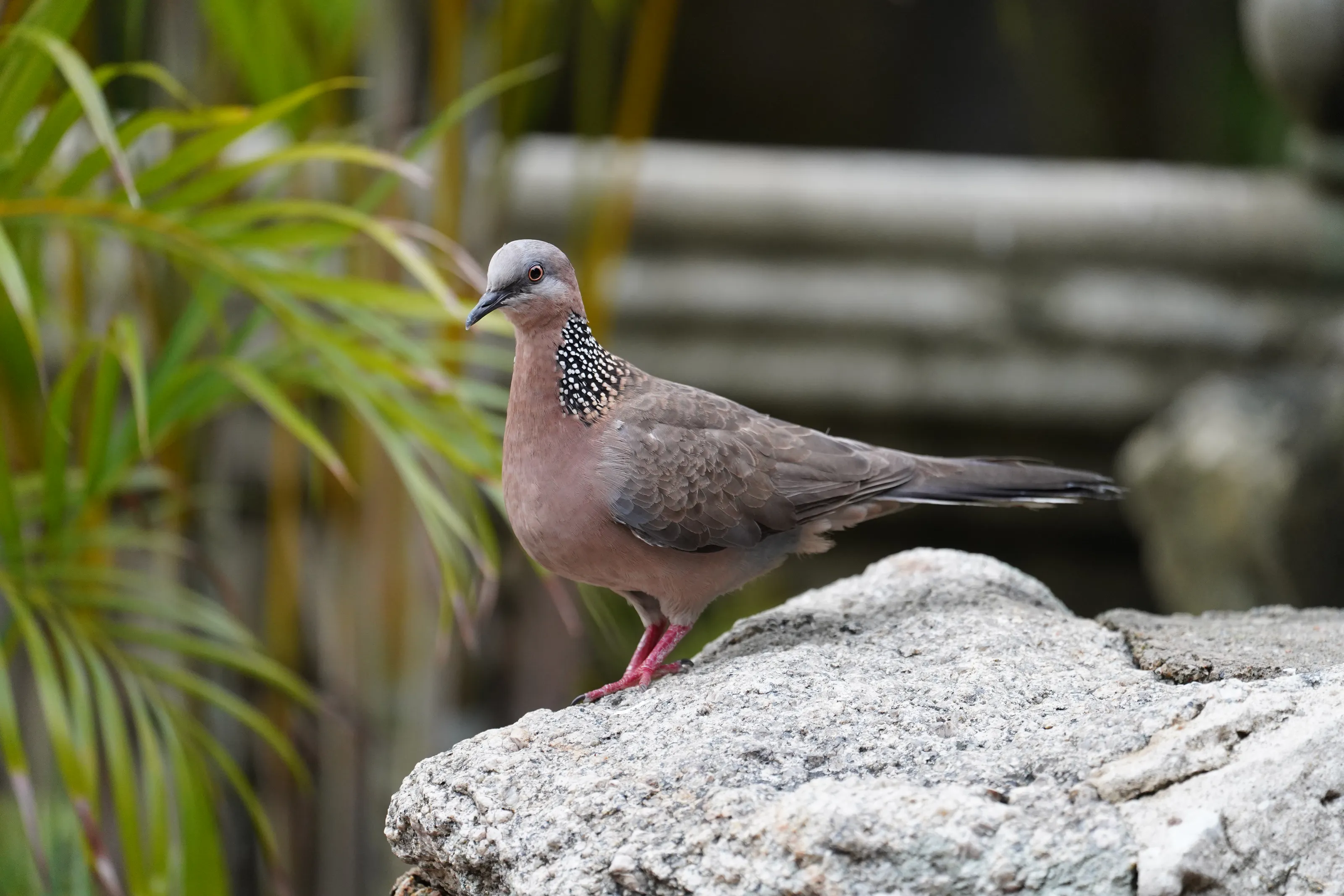 Piegon on a Rock