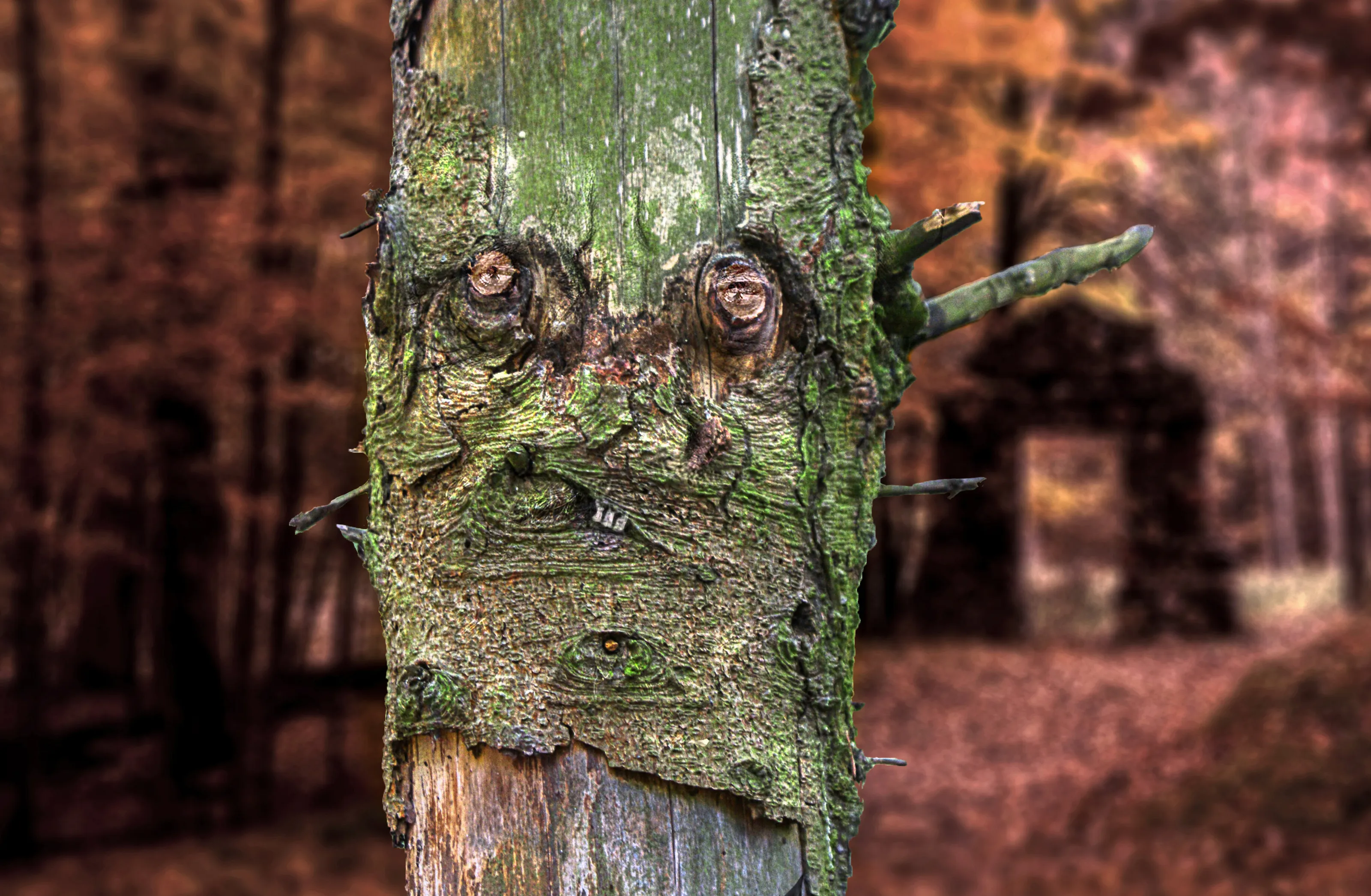 Pareidolia of Human and Animal Forms