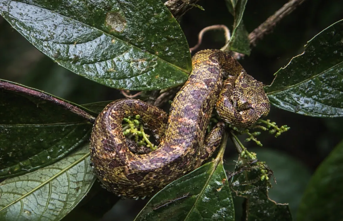 Eye lash pit viper