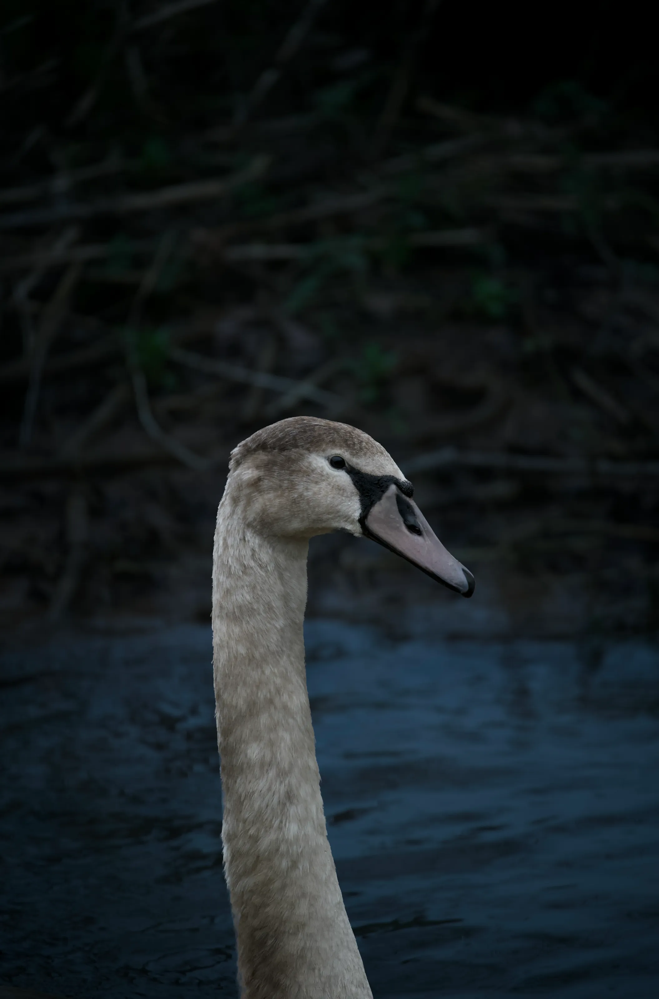 Adolescent swan finding its way