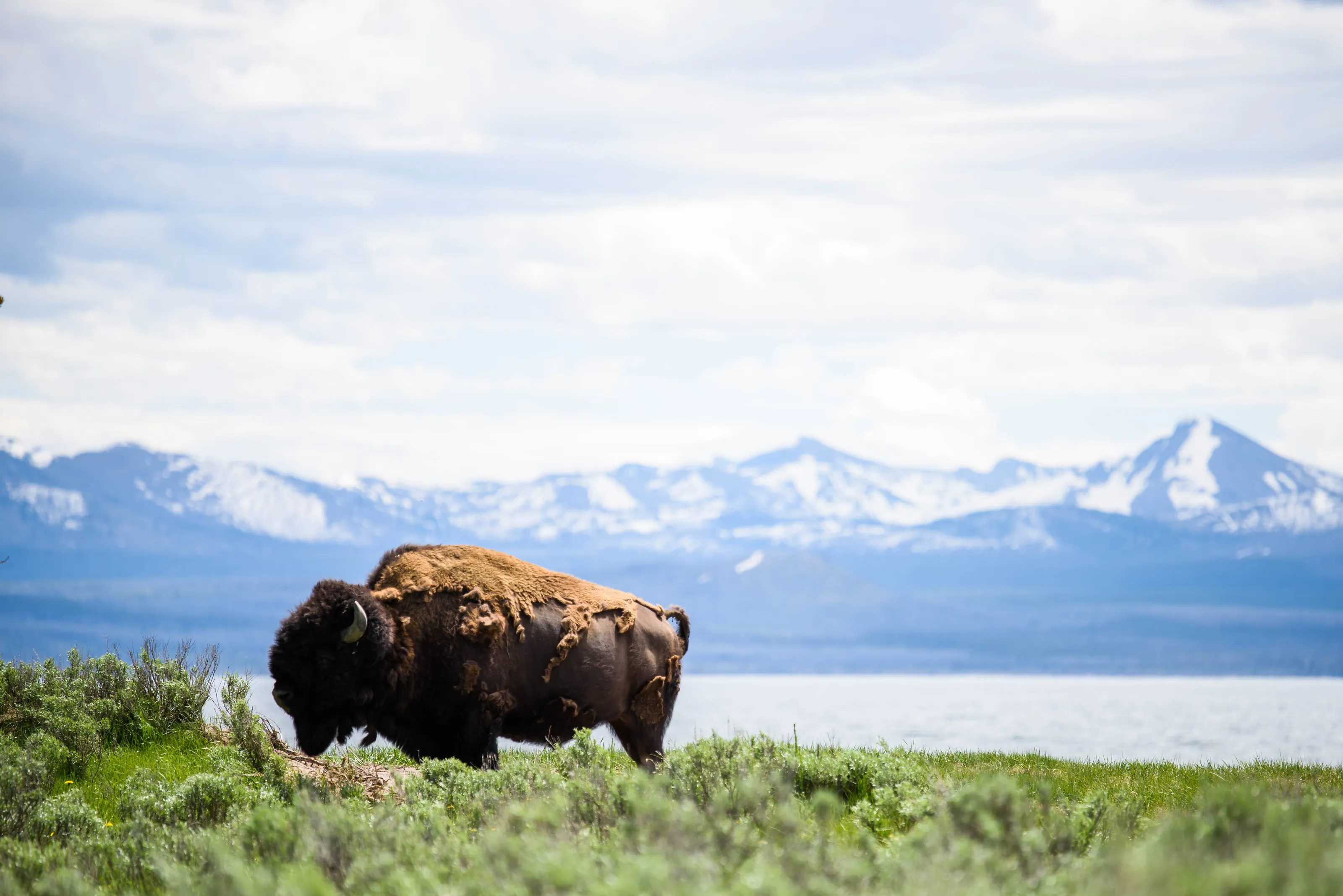 The Lone Bison